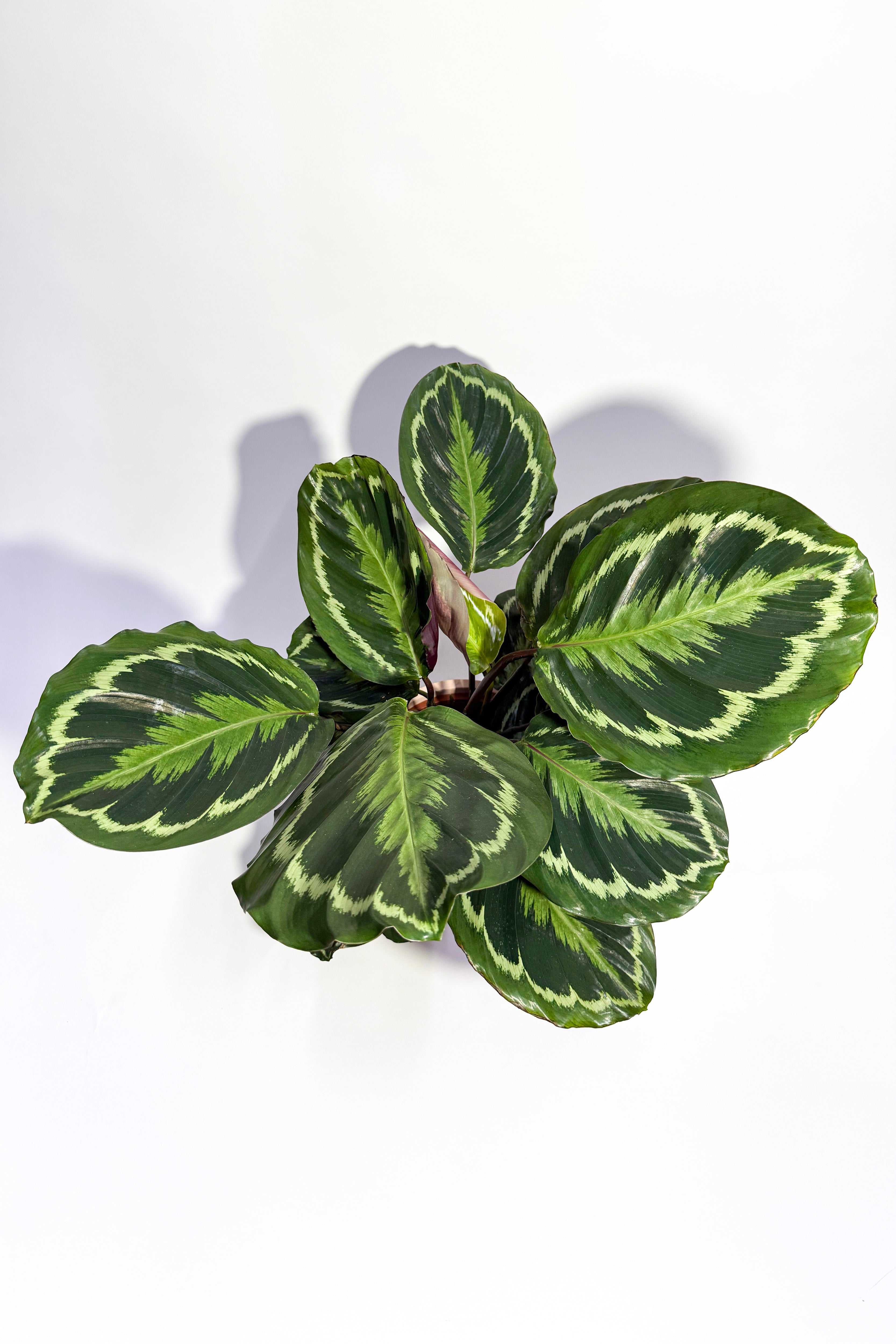 Calathea Peacock "Calathea Makoyana" (Pot Not Included)