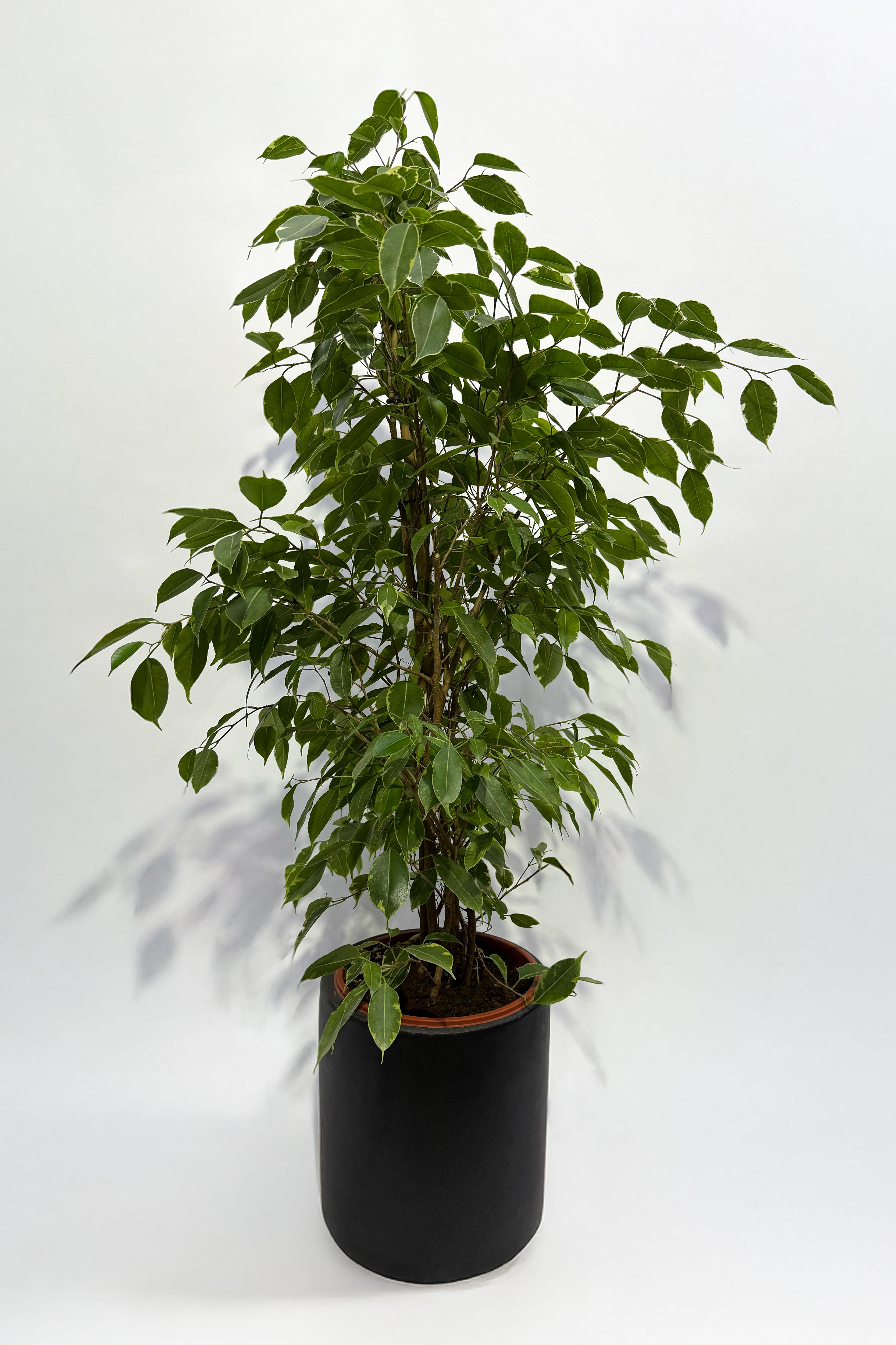 Ficus Plant (Pot Not Included)