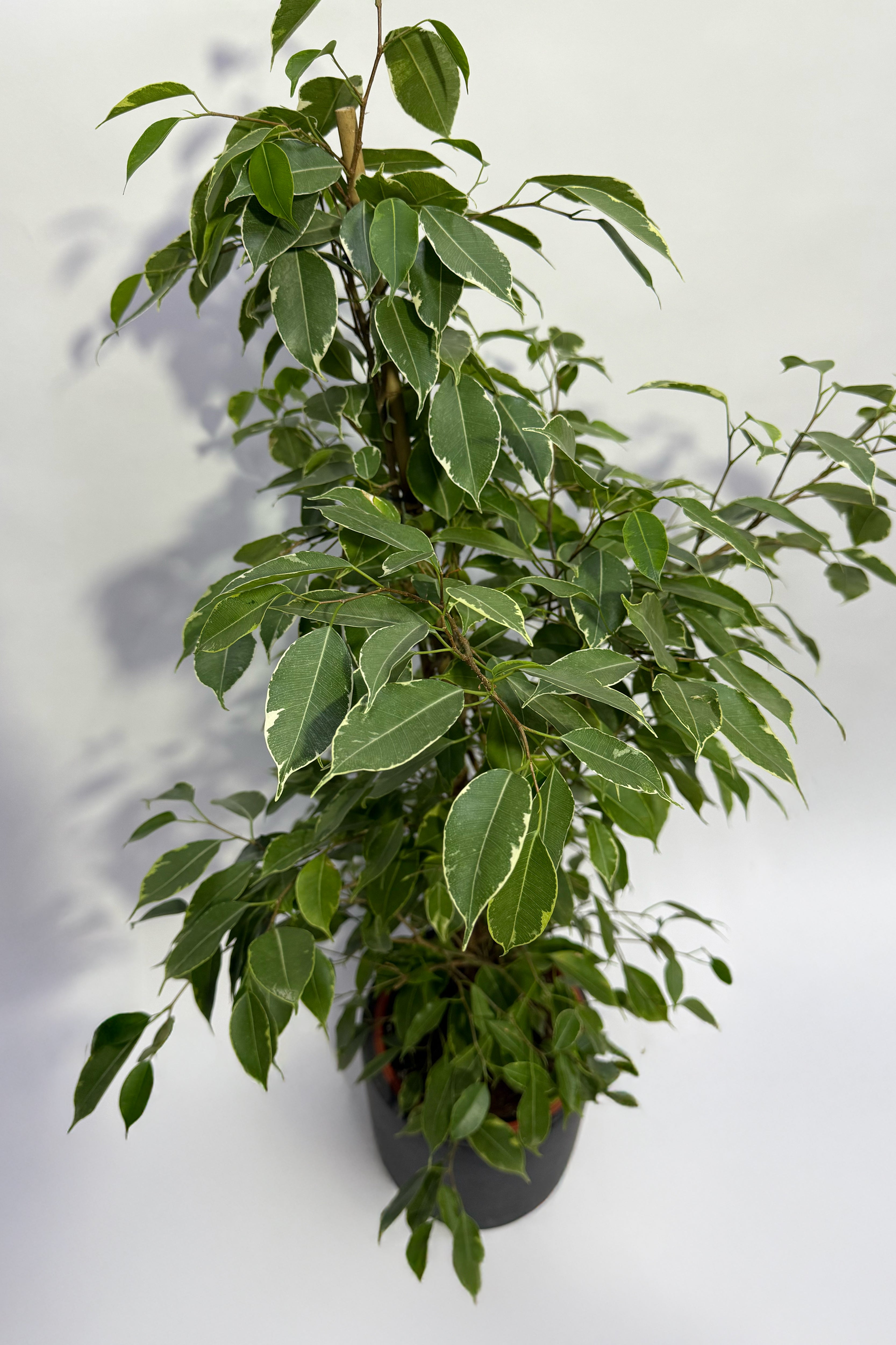 Ficus Plant (Pot Not Included)