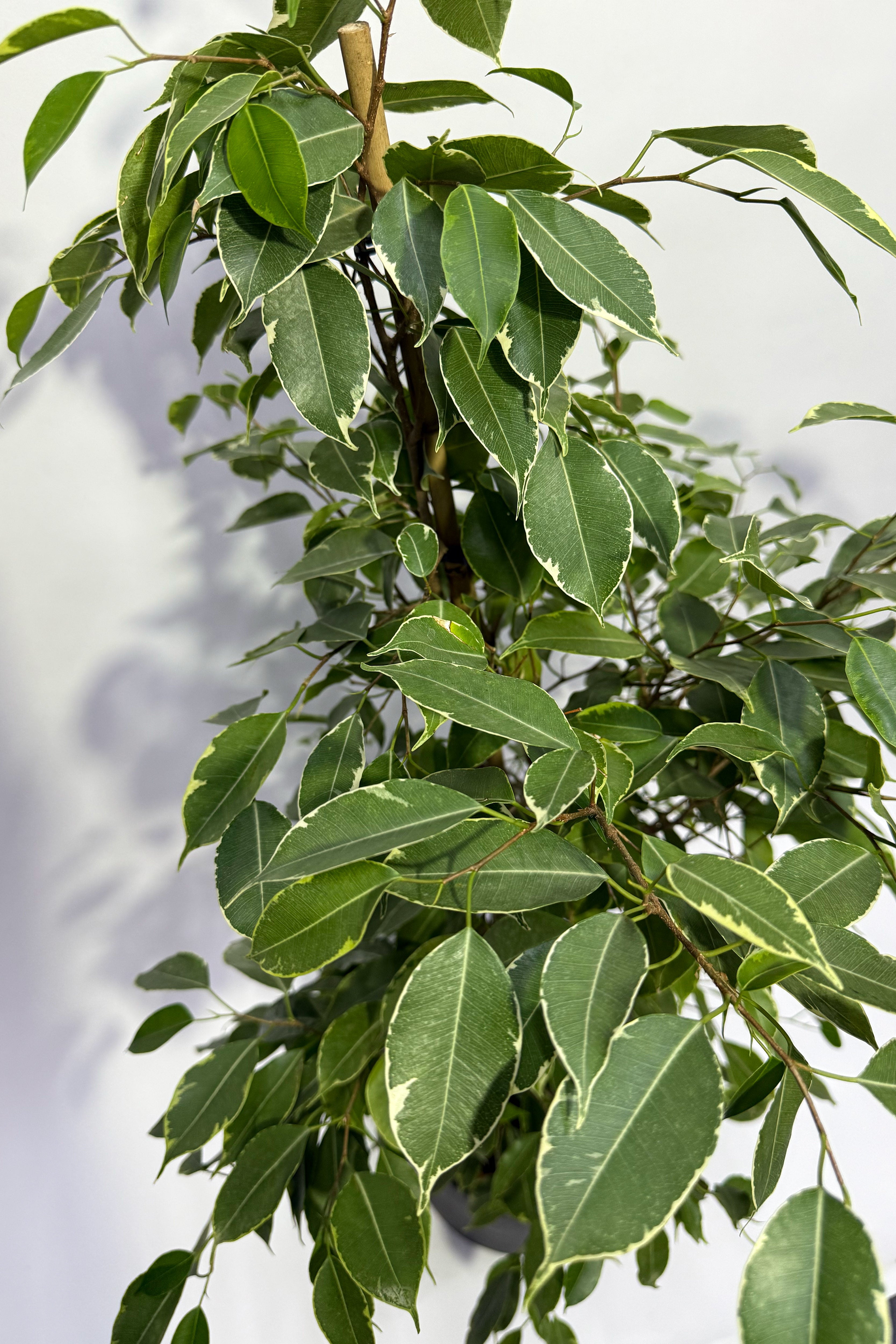 Ficus Plant (Pot Not Included)