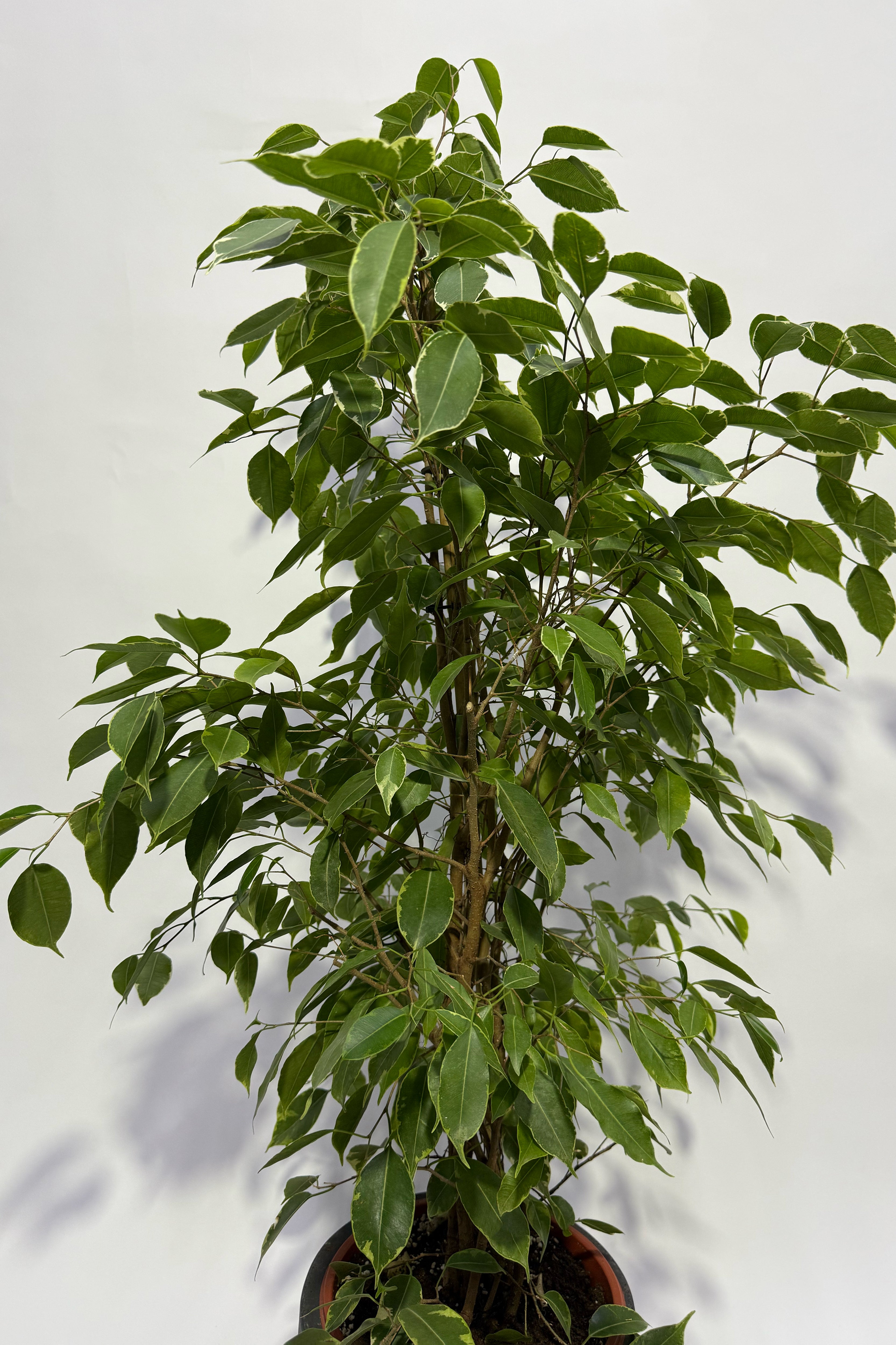 Ficus Plant (Pot Not Included)