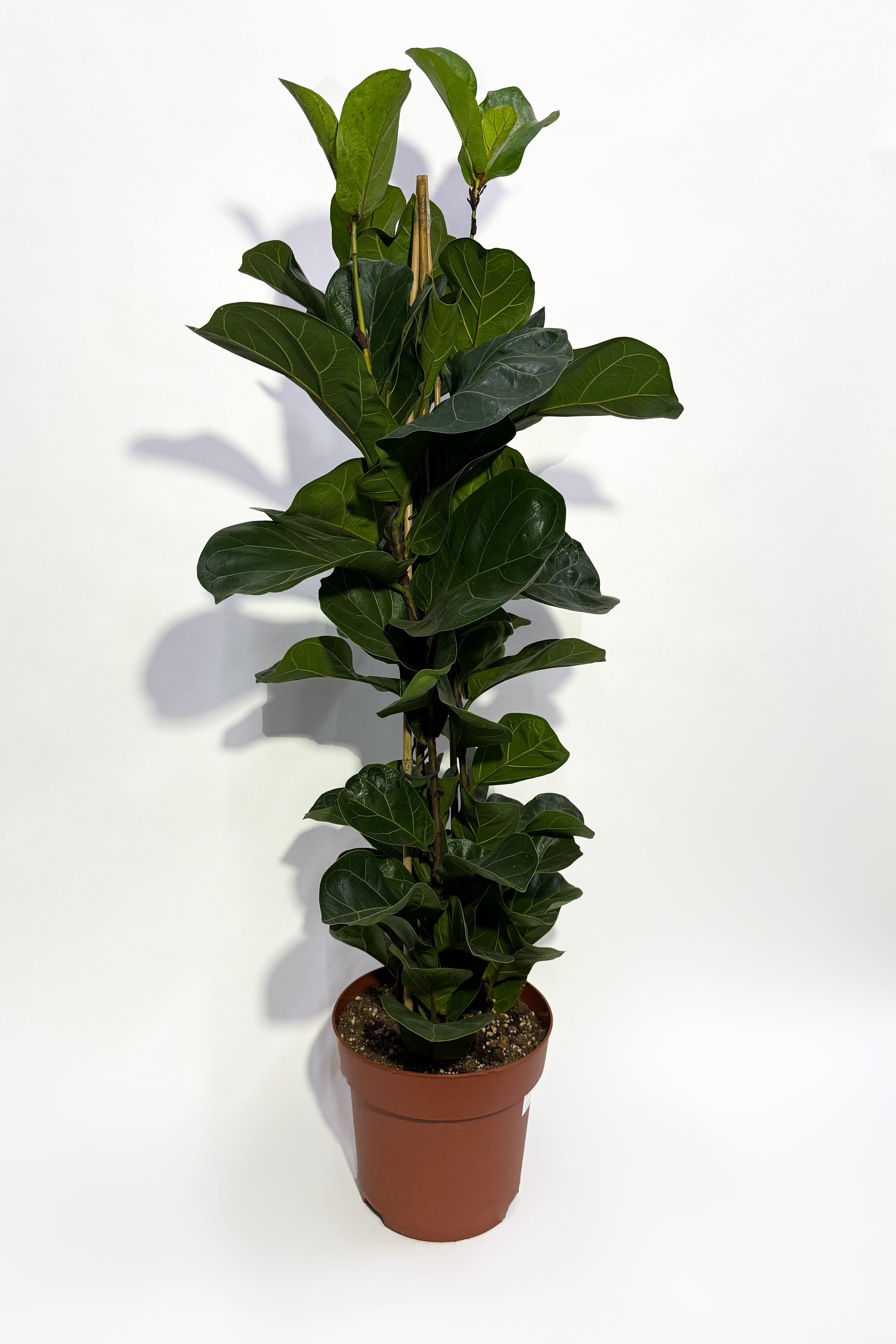 Ficus Lyrata "Fiddle Leaf Fig"
