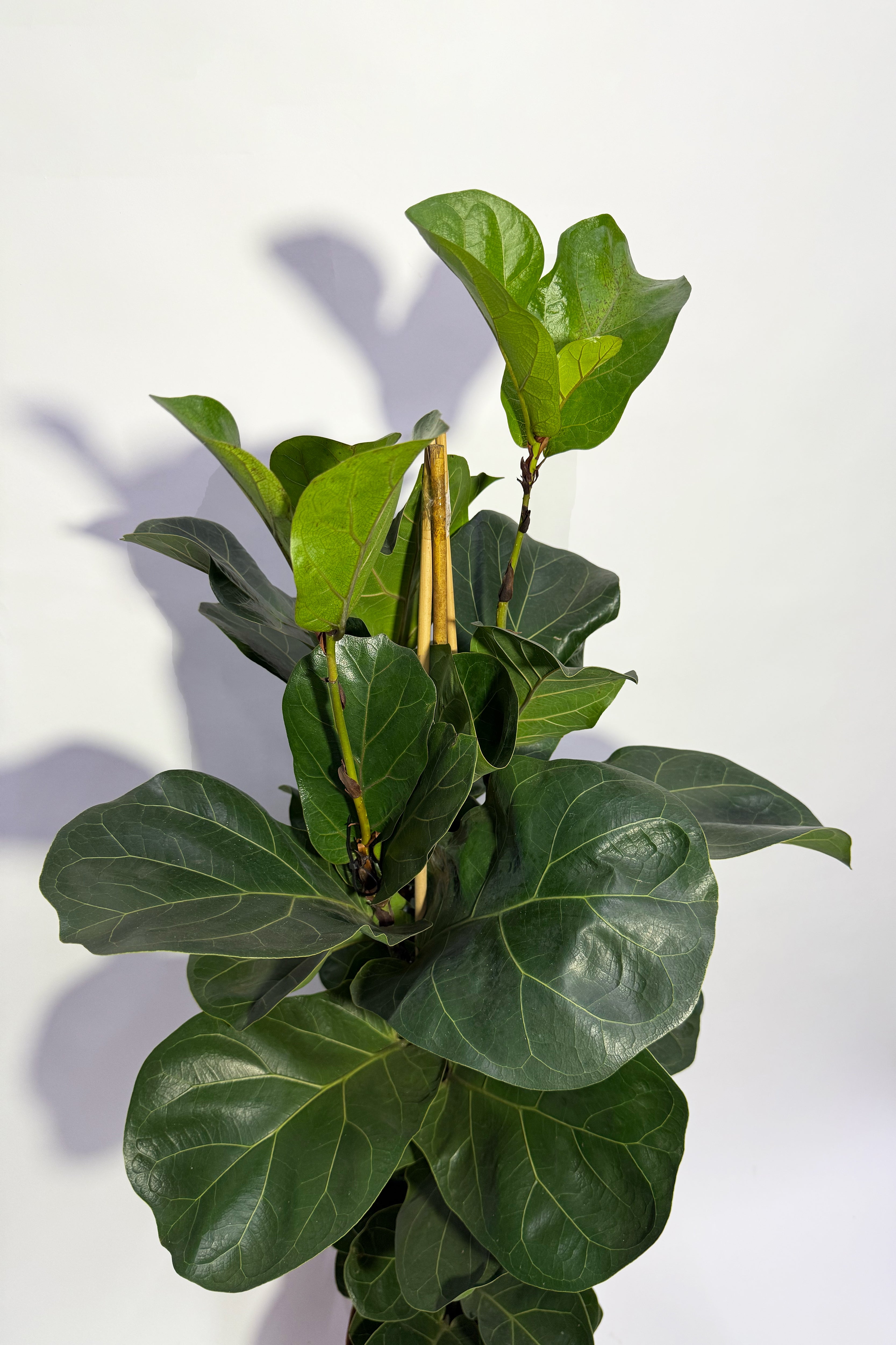 Ficus Lyrata "Fiddle Leaf Fig"