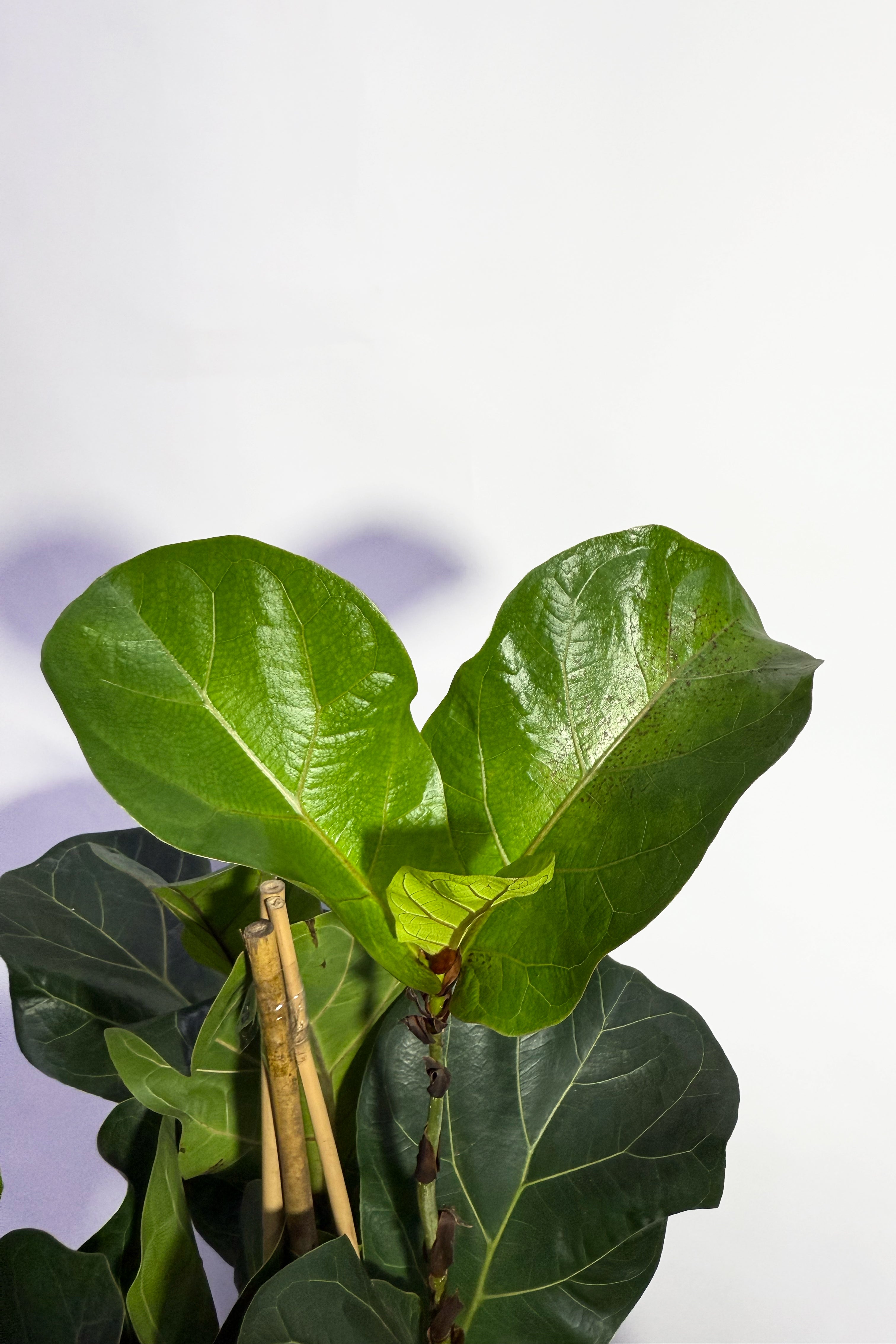 Ficus Lyrata "Fiddle Leaf Fig"