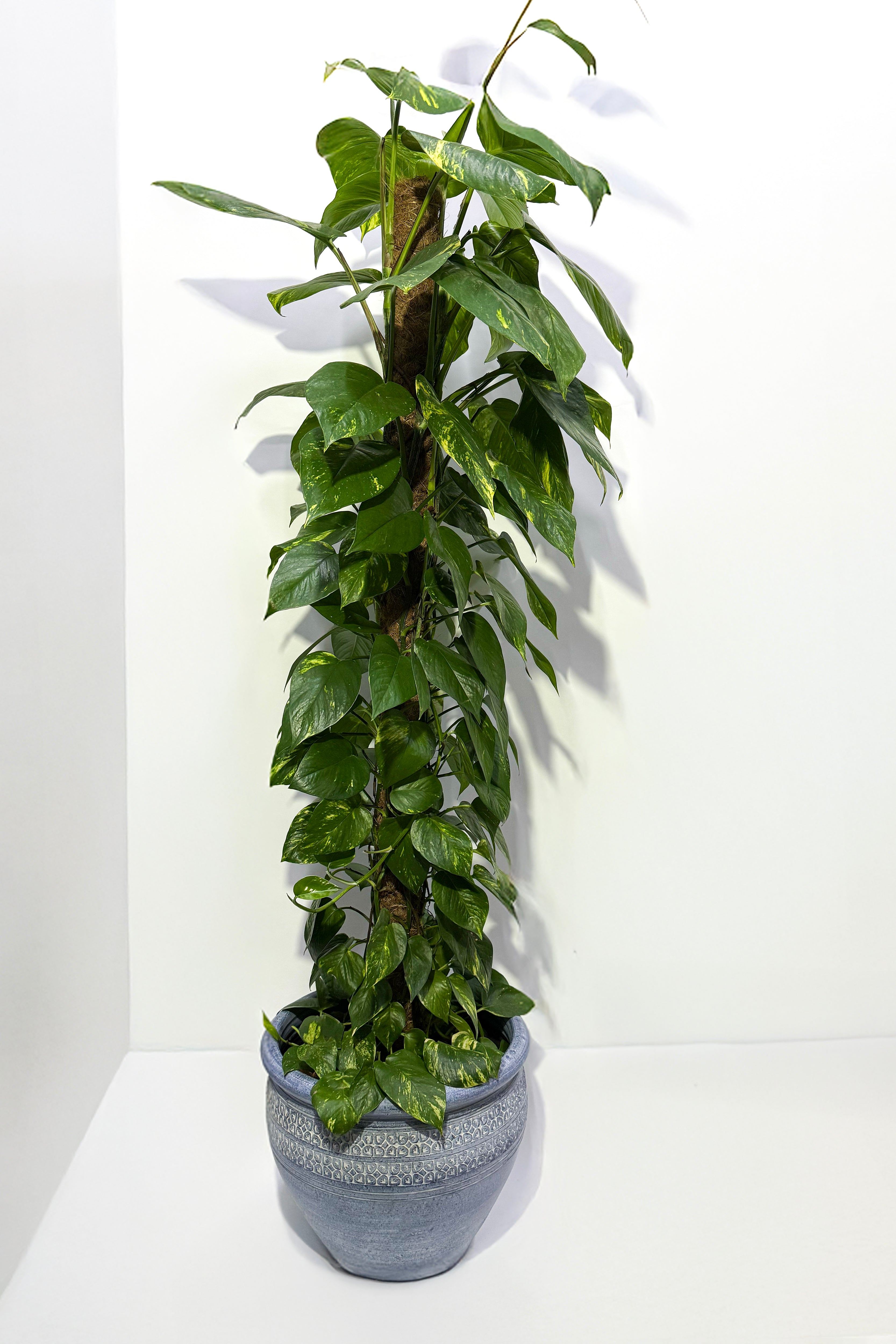 Money Plant  (Pot Not Included)