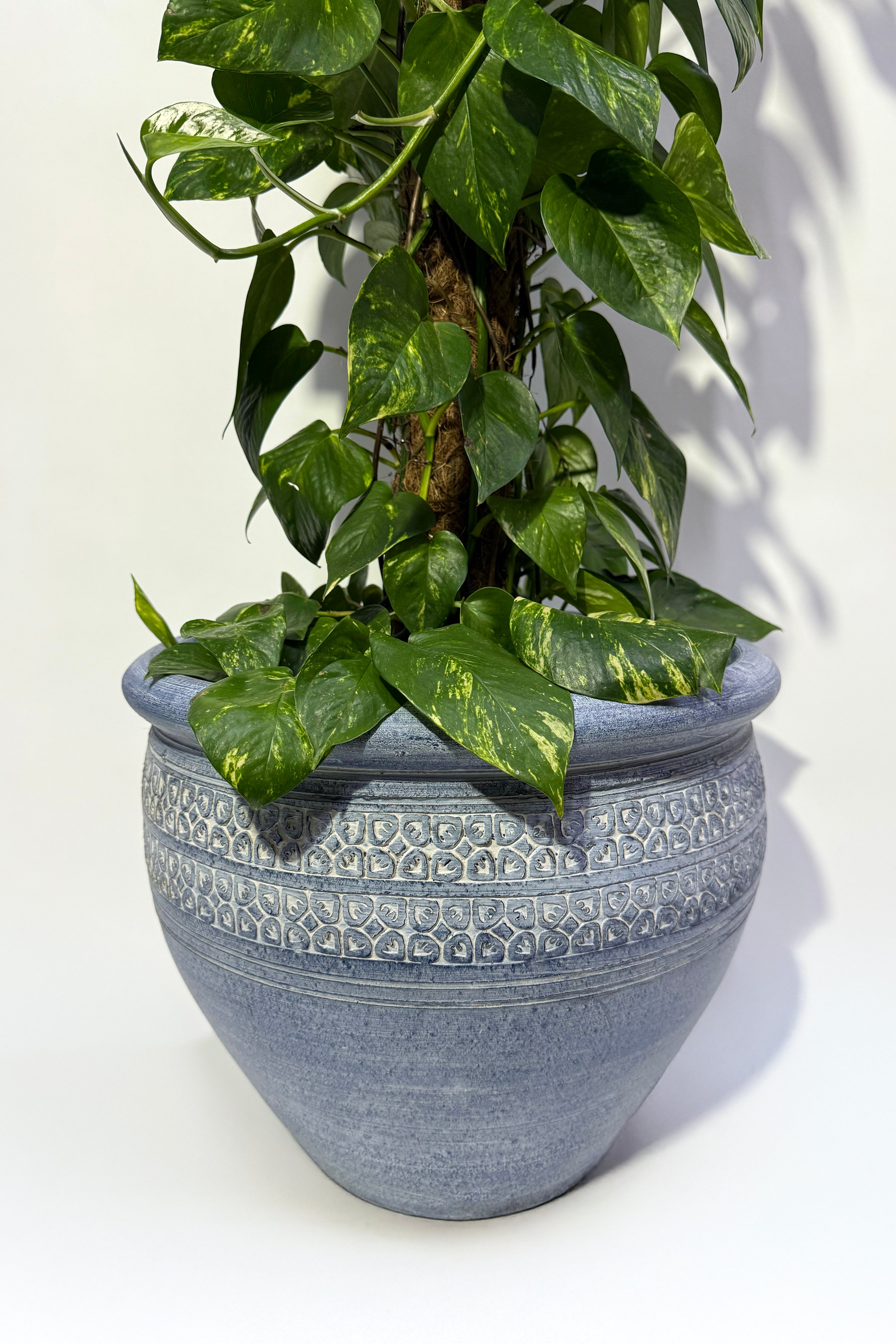 Money Plant  (Pot Not Included)