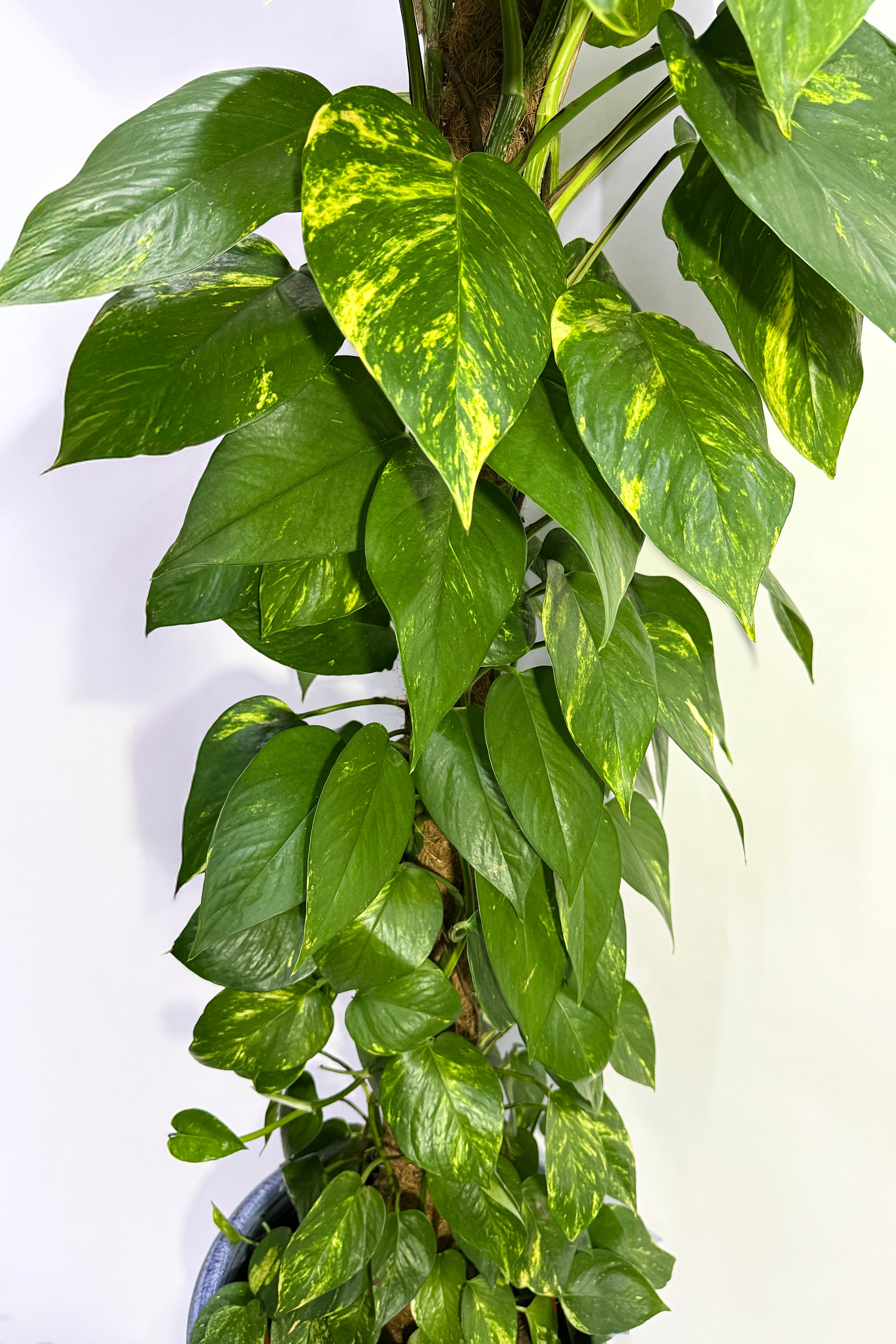 Money Plant  (Pot Not Included)