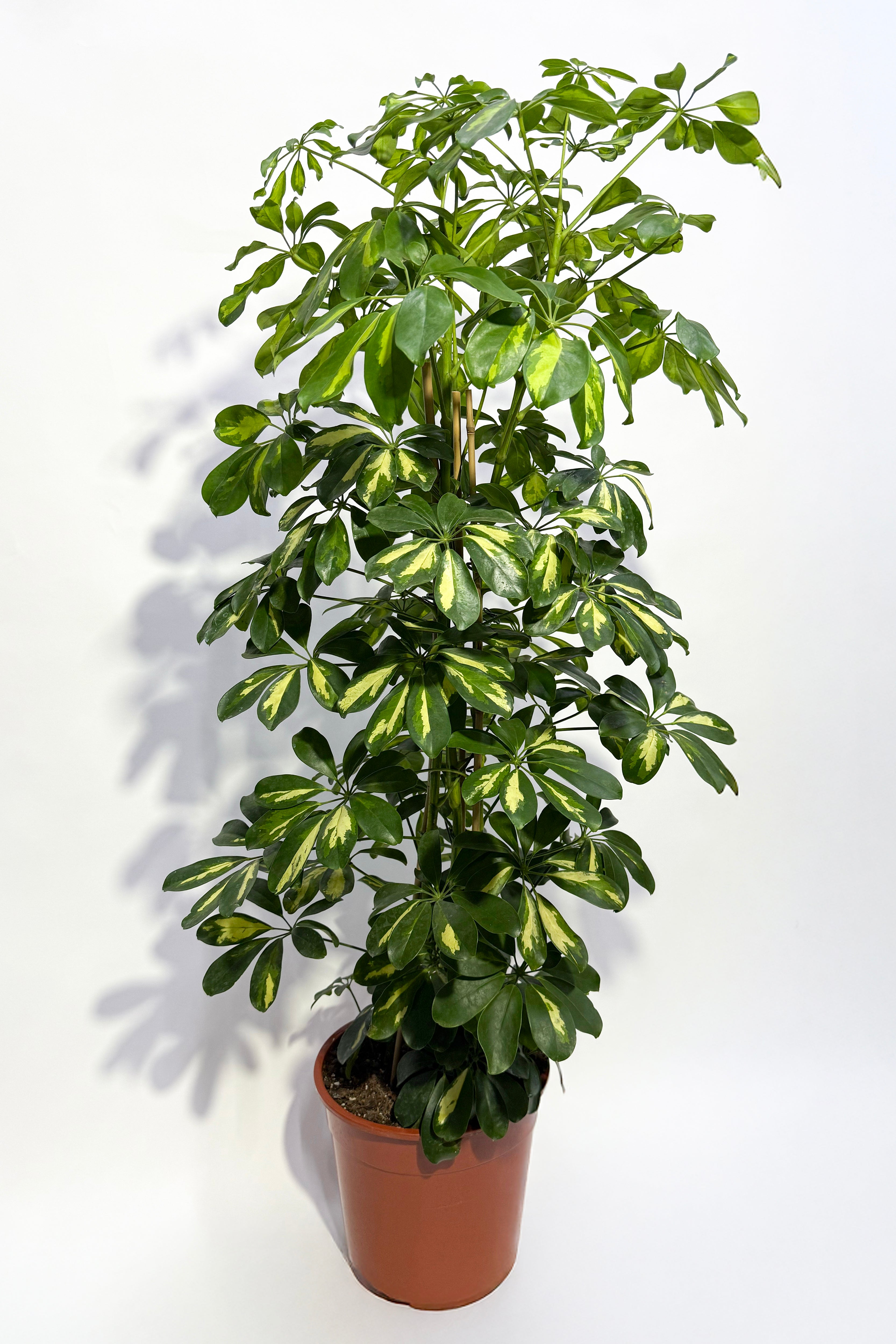 Schefflera Plant (Pot Not Included)