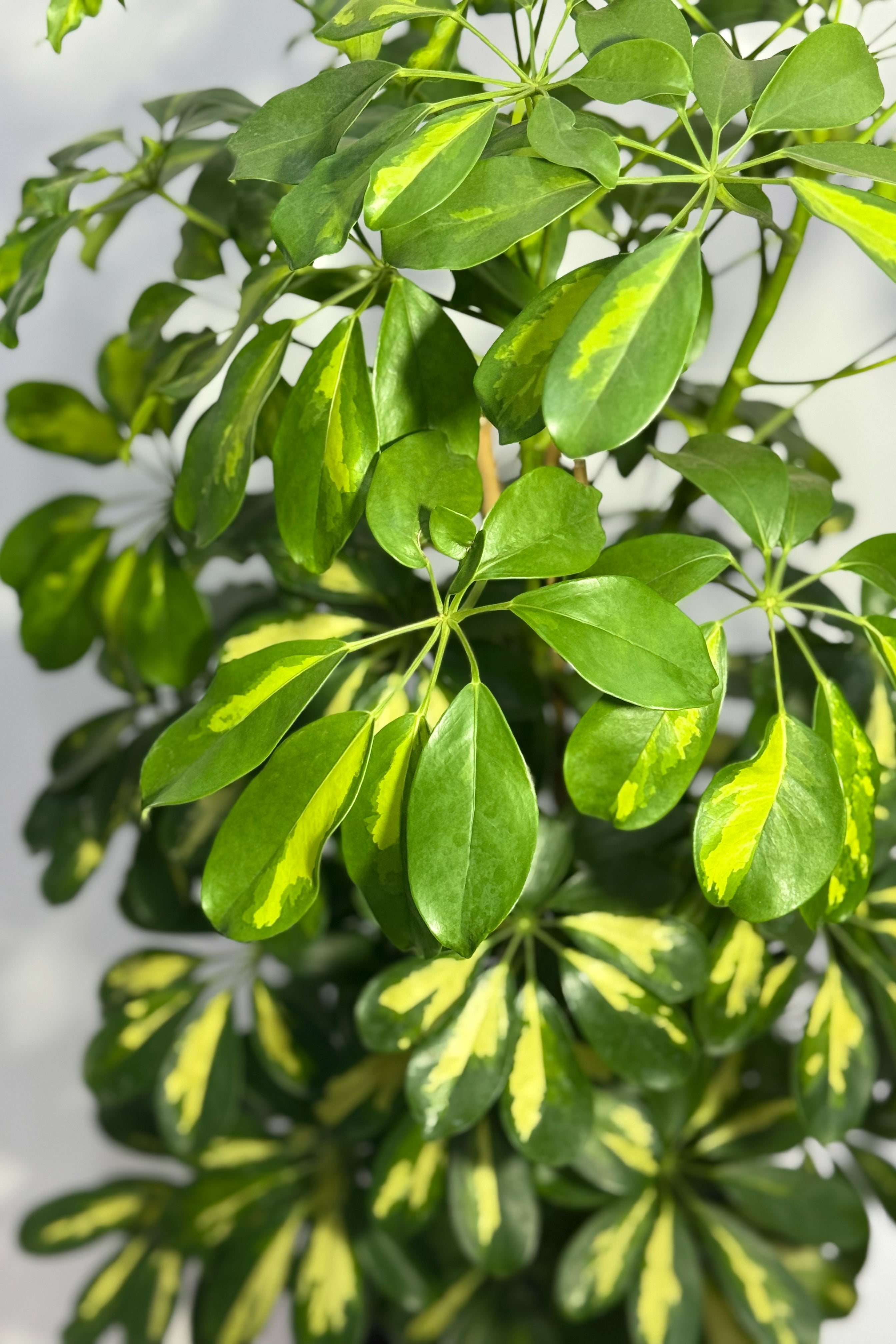 Schefflera Plant (Pot Not Included)