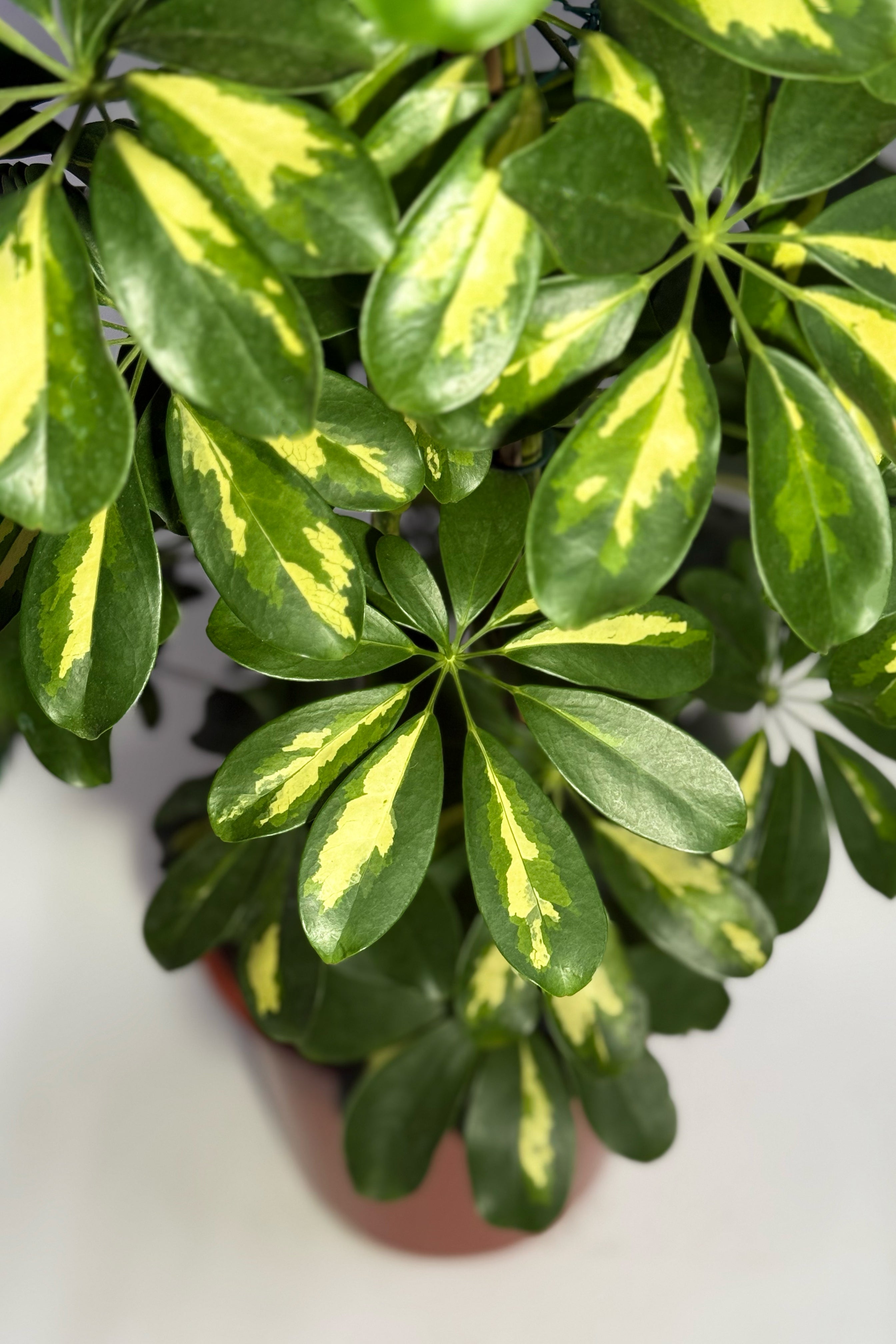 Schefflera Plant (Pot Not Included)