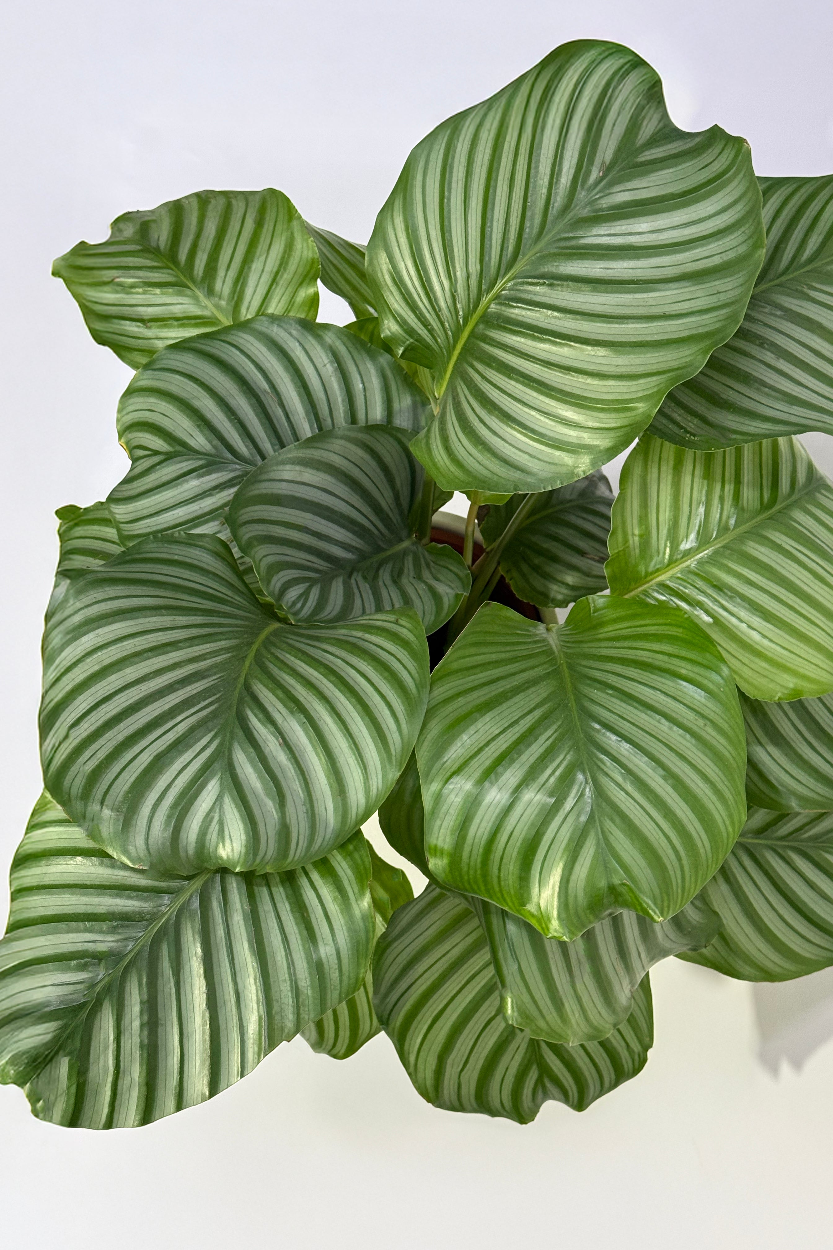 Calathea Orbifolia Plant (Pot Not Included)