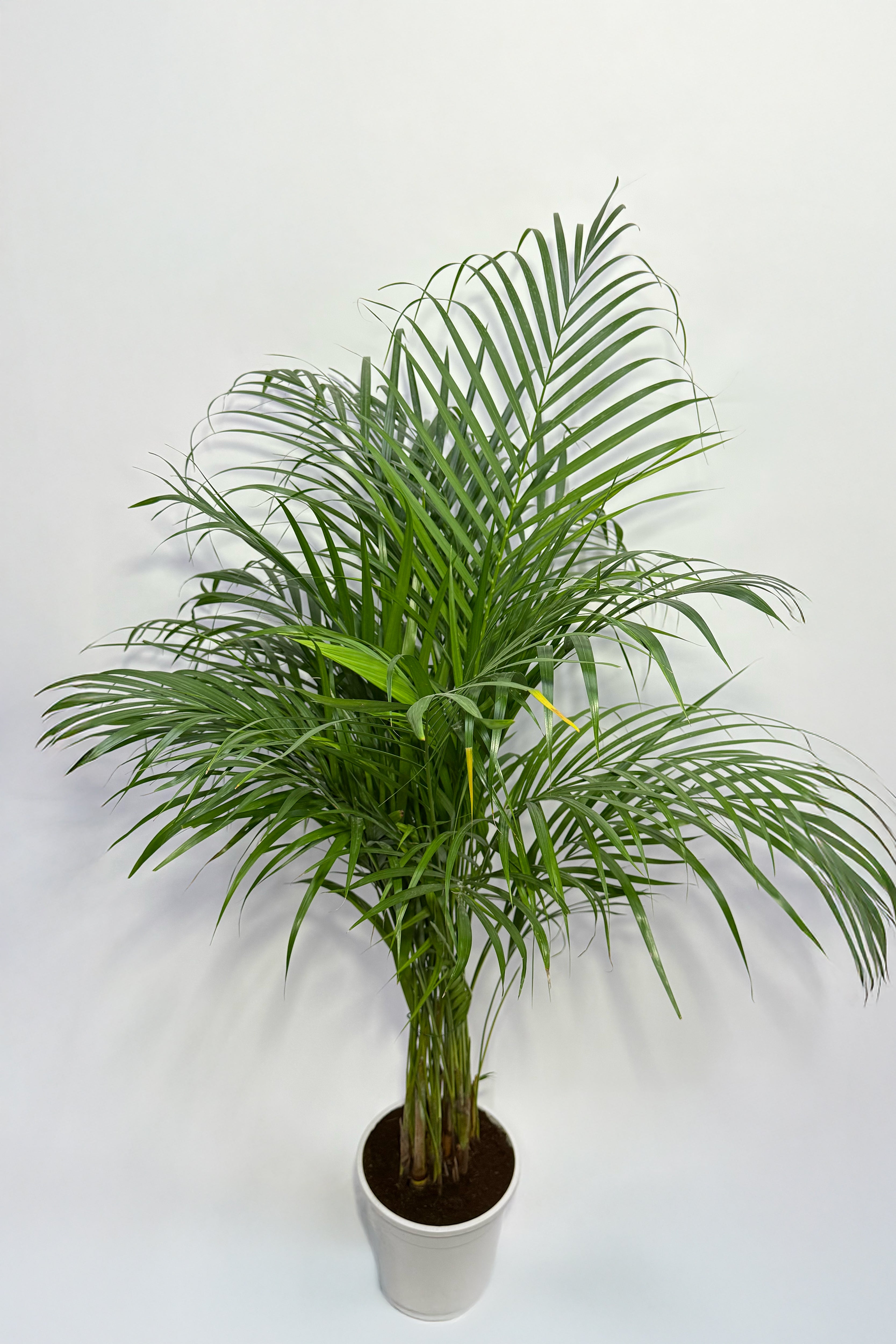 Areca Palm (Pot Not Included)