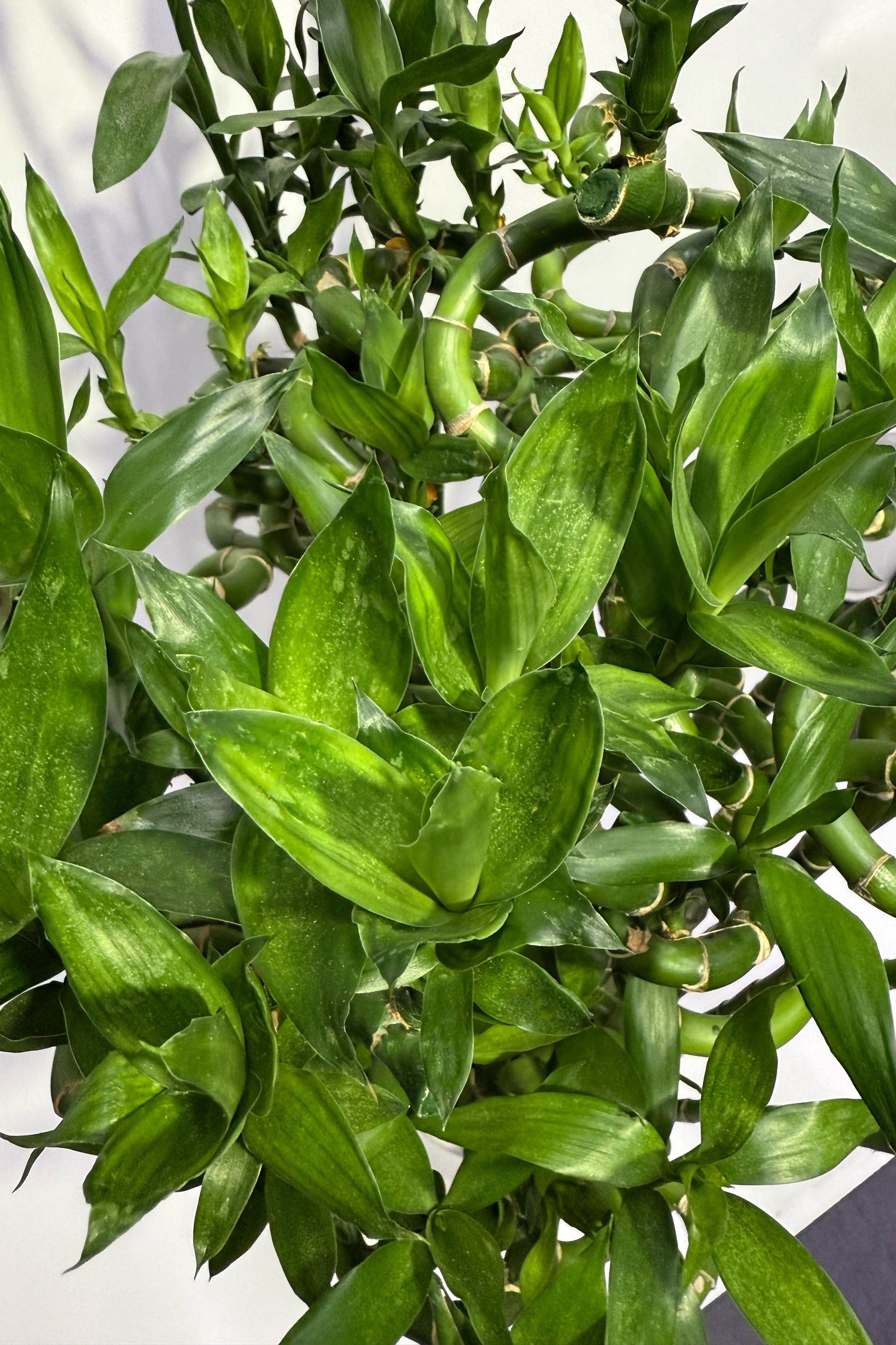 Natural Lucky Bamboo - 5 Stems (Pot Not Included)