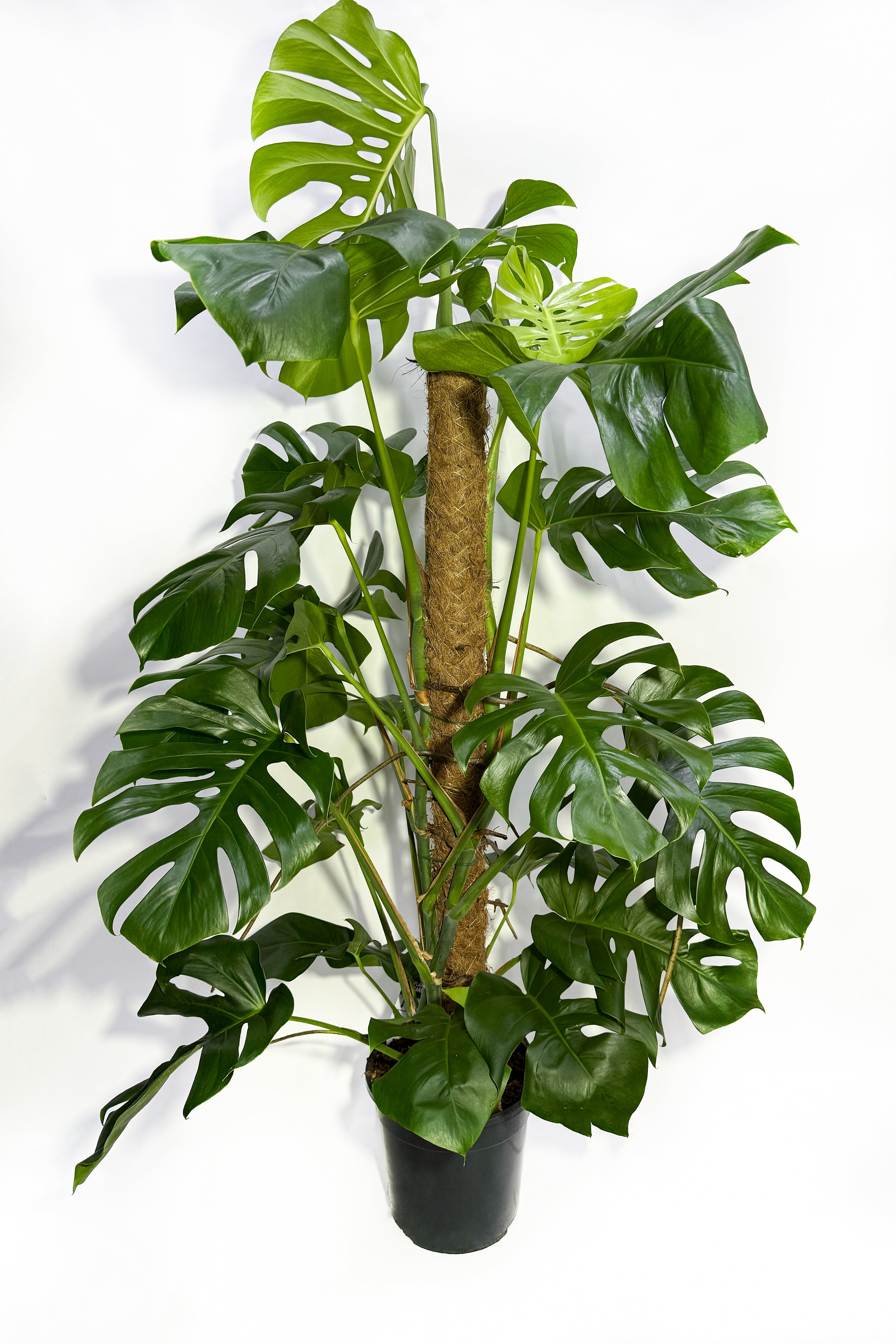 Monstera Plant - 100CM (Pot Not Included)