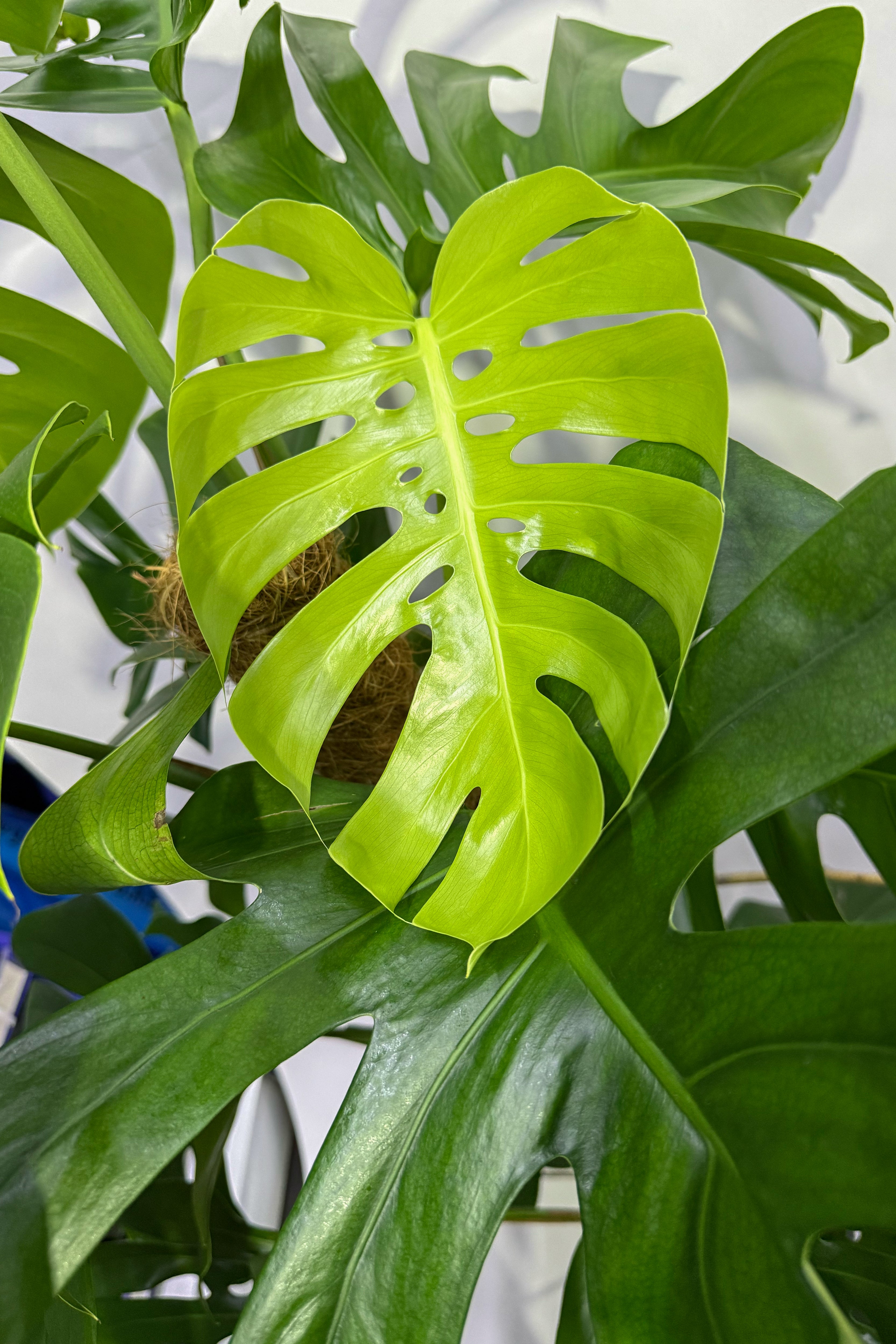 Monstera Plant - 100CM (Pot Not Included)