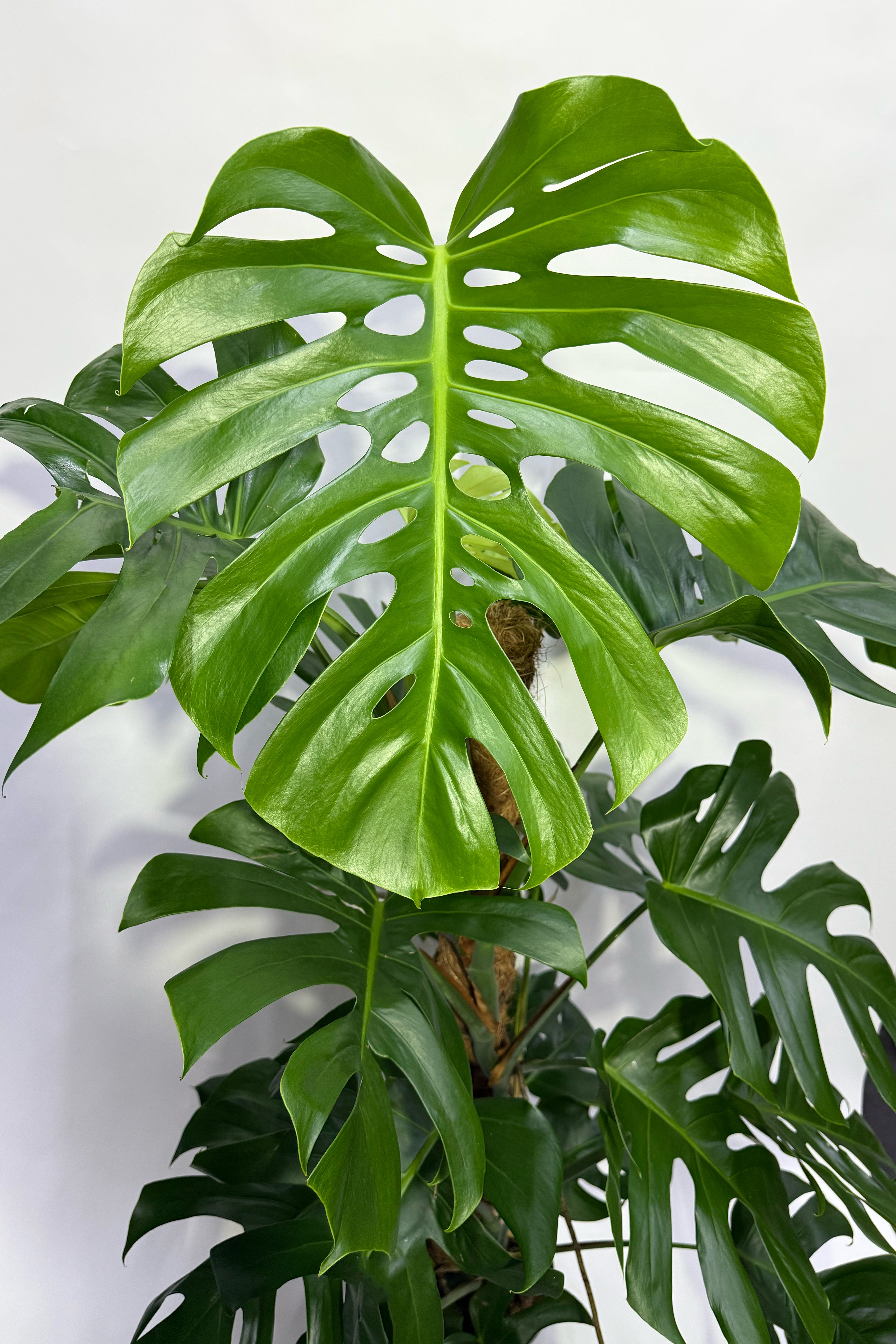 Monstera Plant - 100CM (Pot Not Included)