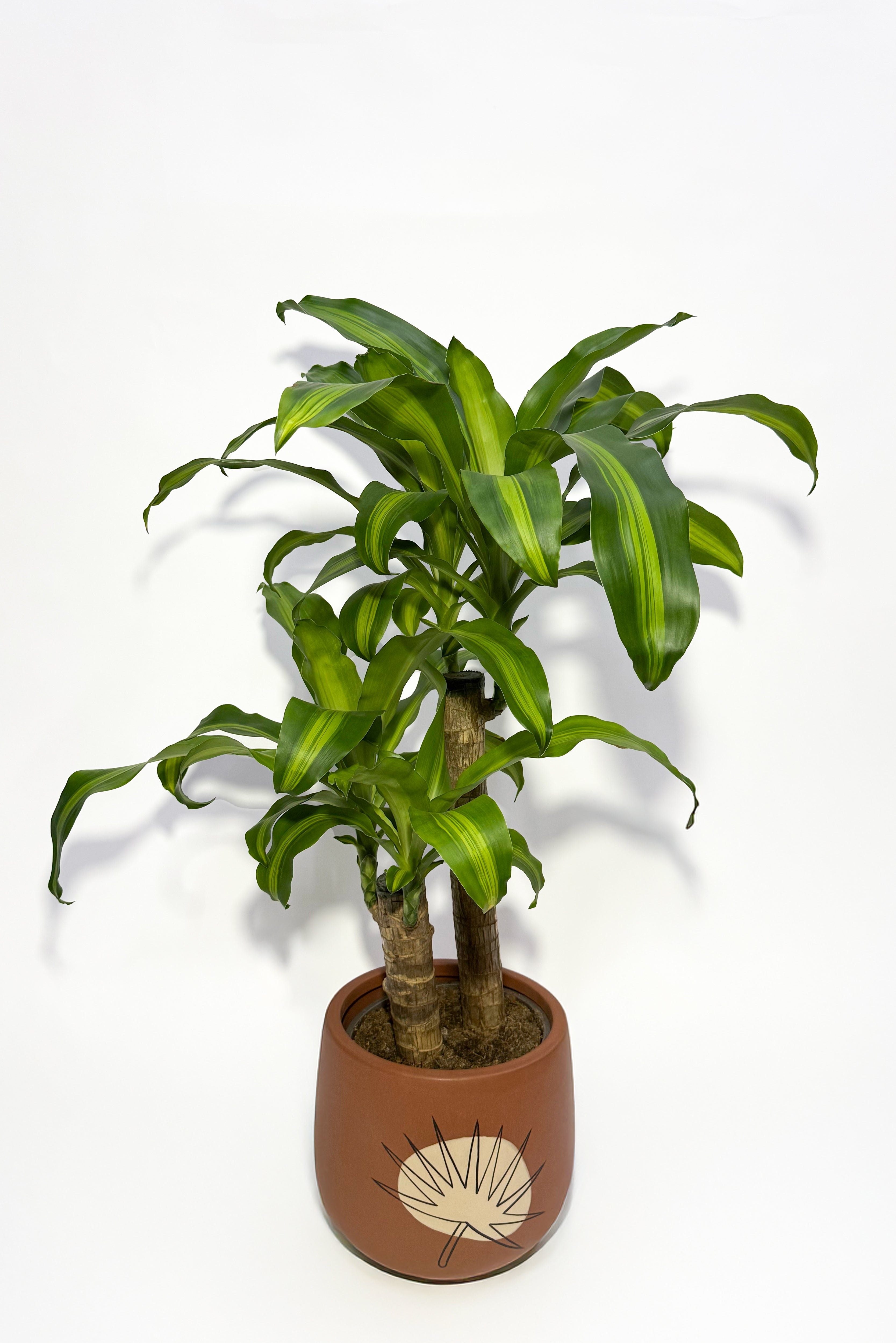 Dracaena Massangeana "Corn Plant" (Pot Not Included)