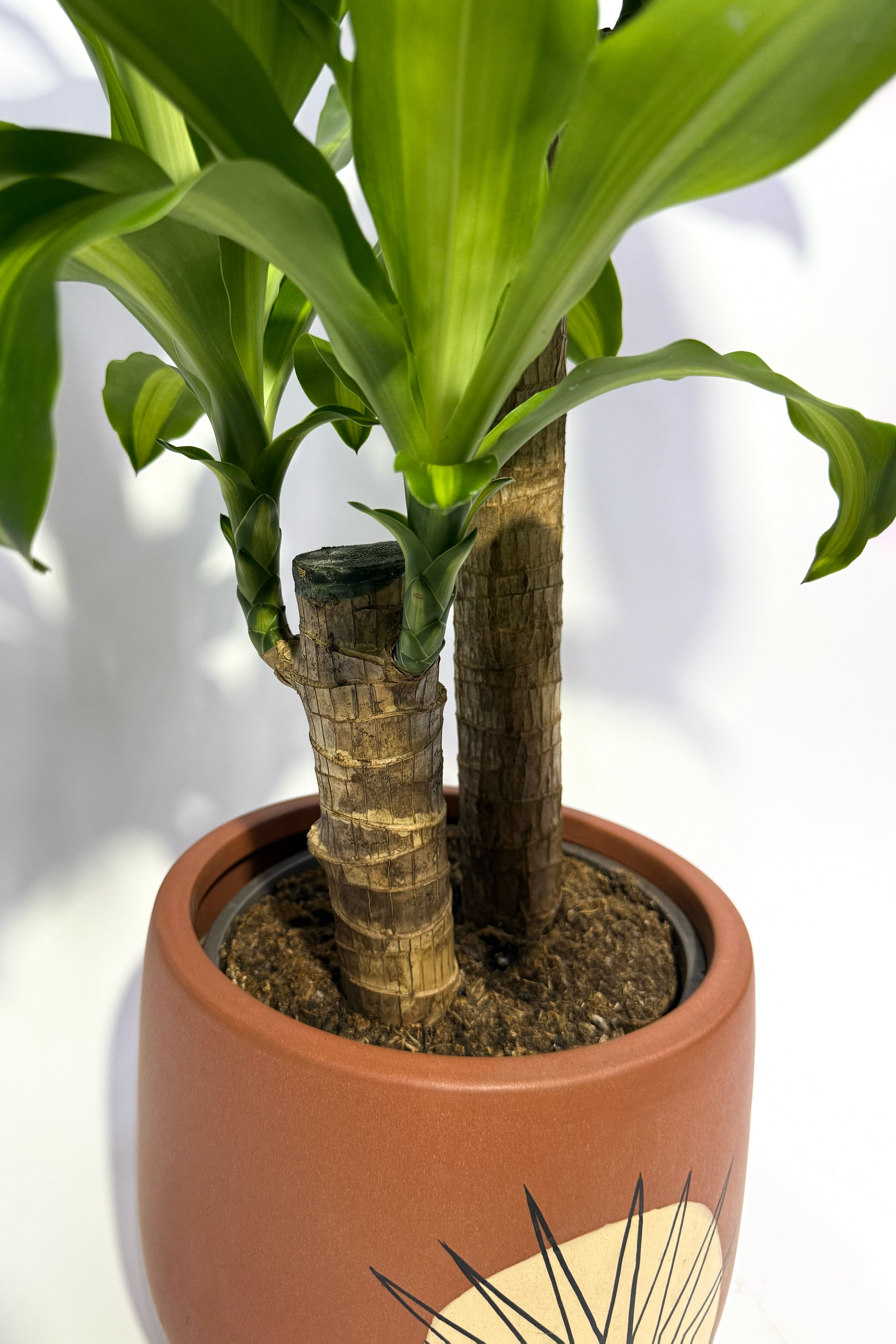 Dracaena Massangeana "Corn Plant" (Pot Not Included)