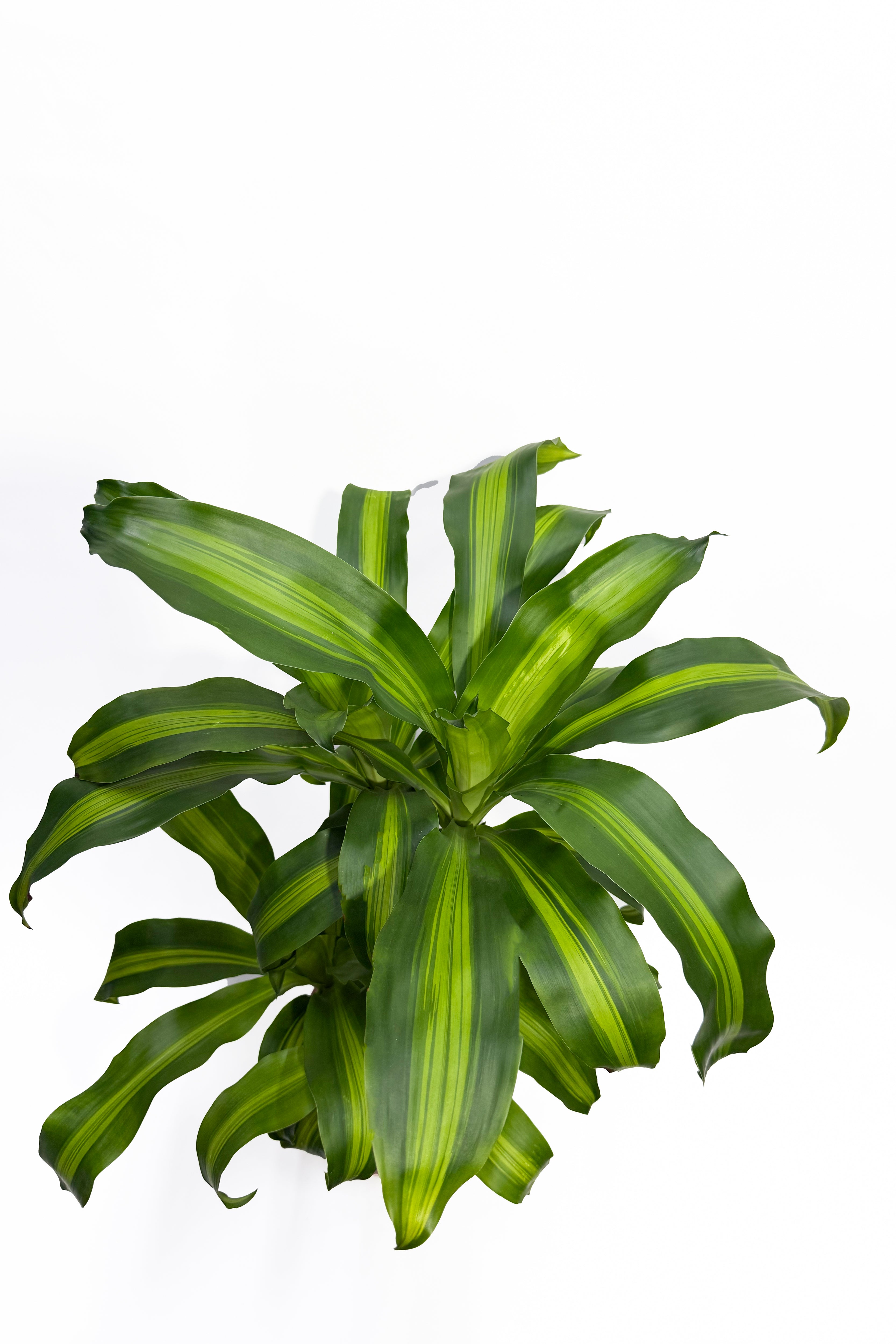 Dracaena Massangeana "Corn Plant" (Pot Not Included)