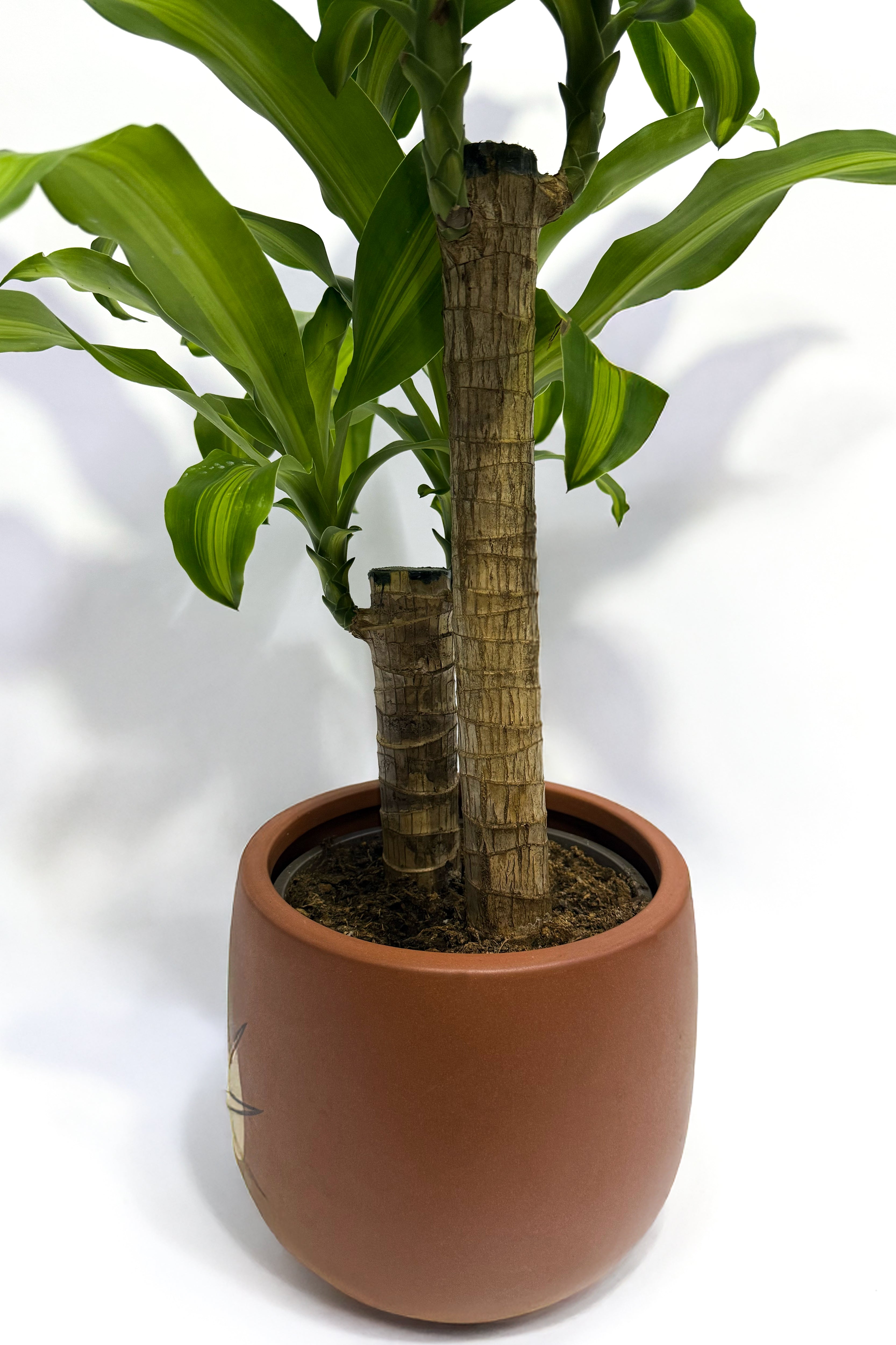 Dracaena Massangeana "Corn Plant" (Pot Not Included)