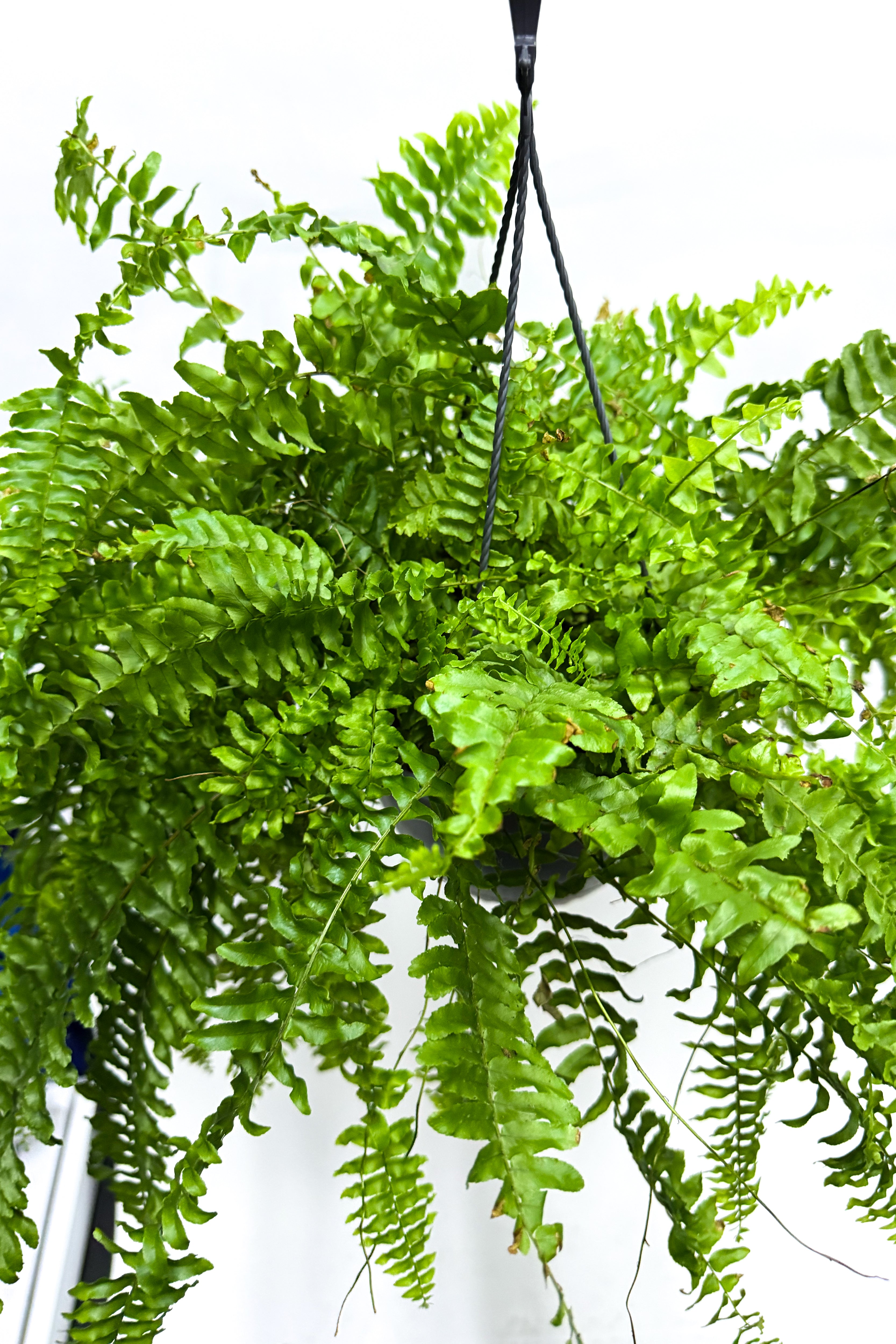 Nephrolepis "Boston Fern"