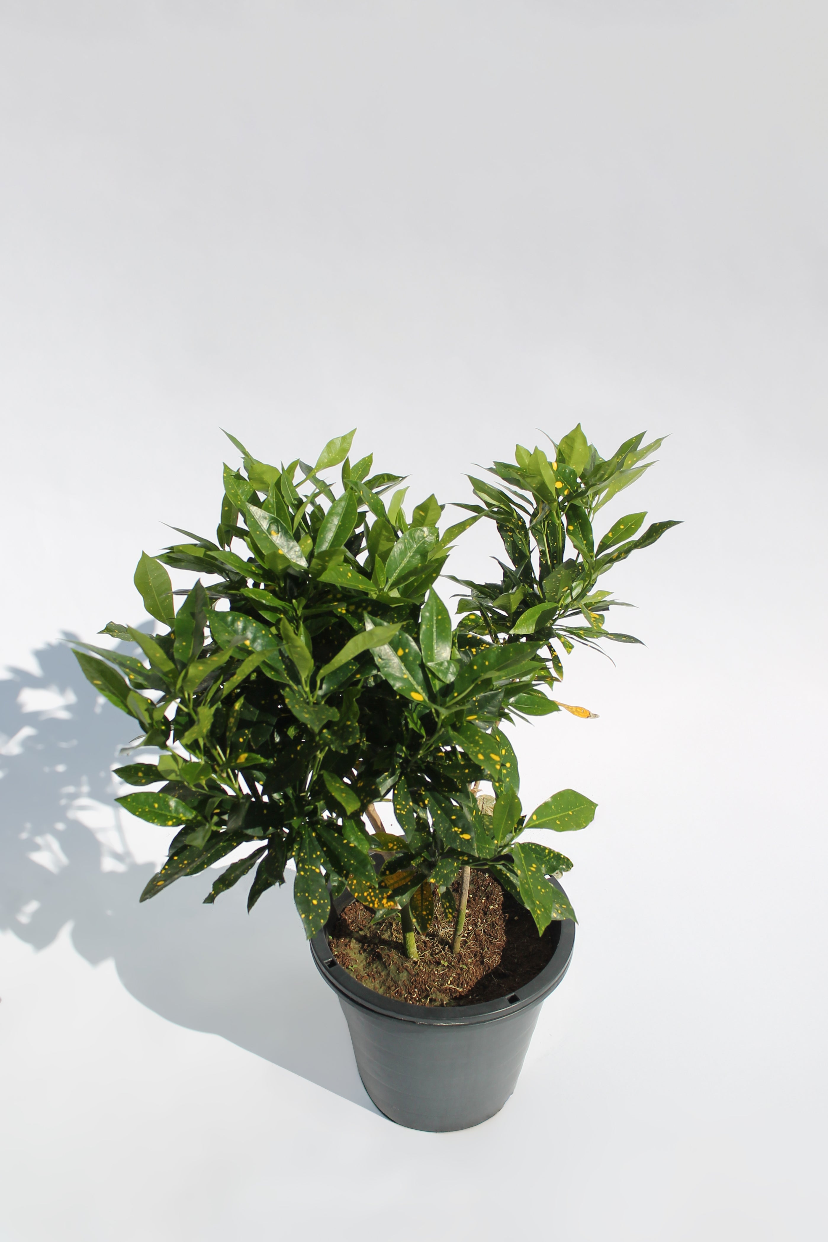 Gold Dust Croton