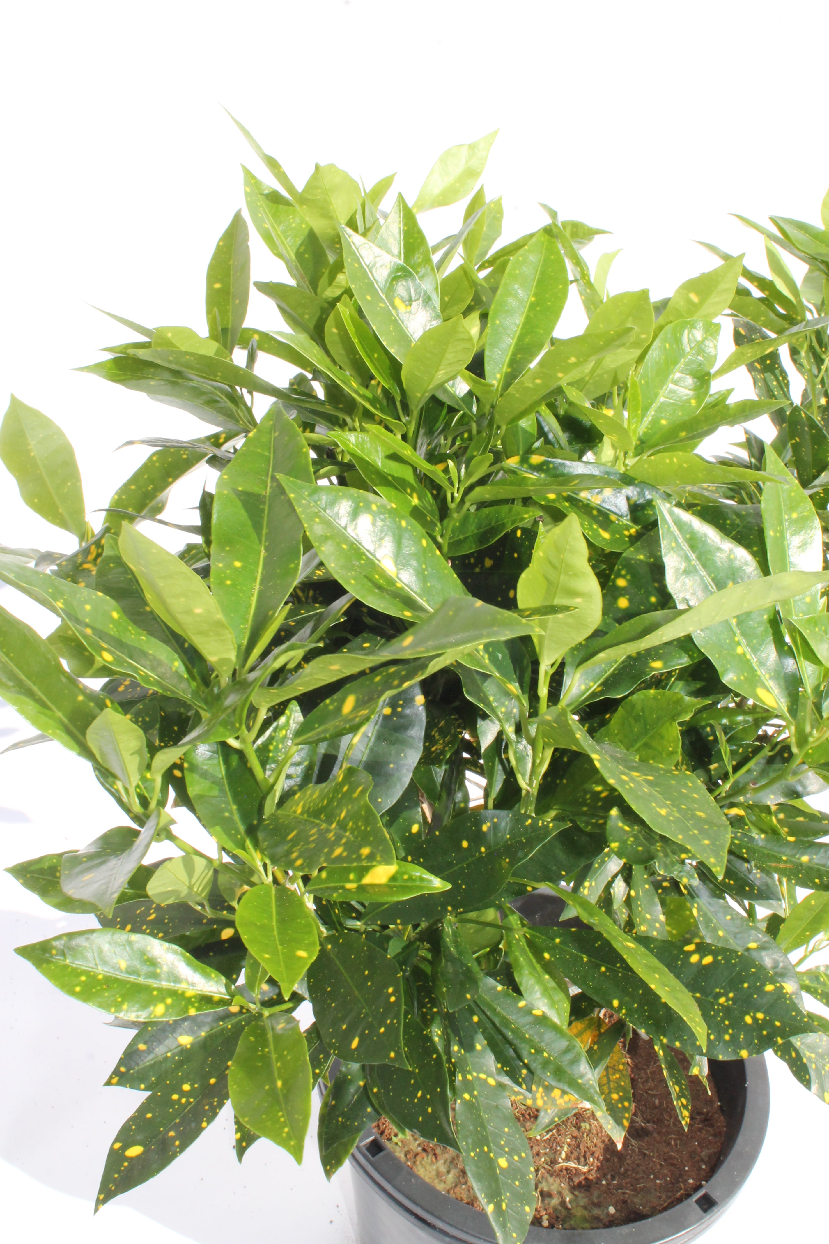 Gold Dust Croton
