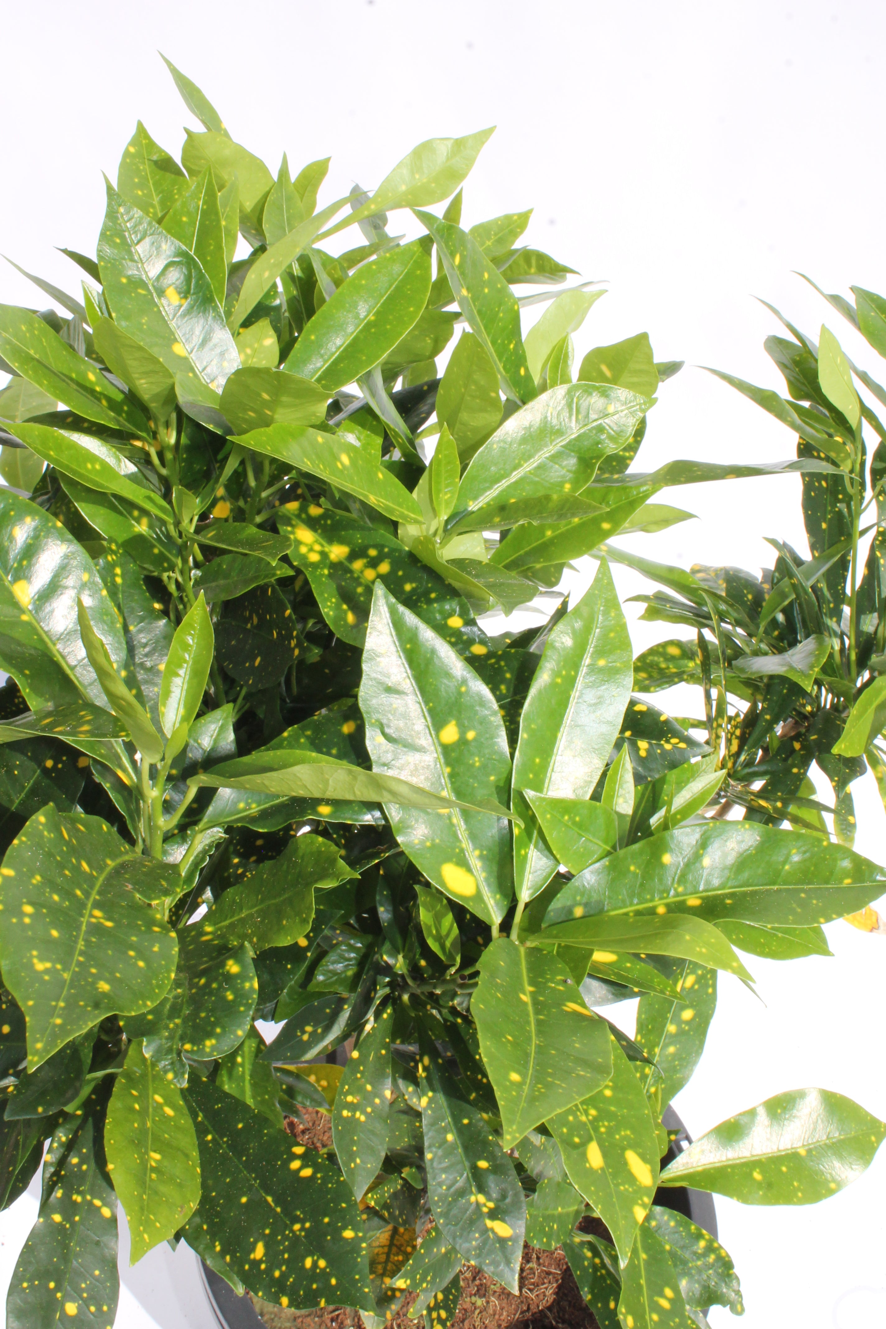 Gold Dust Croton