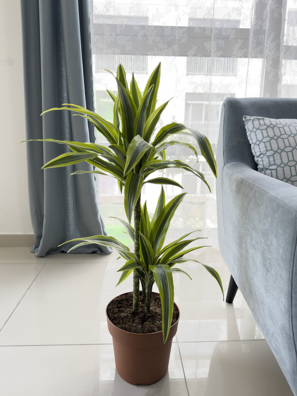 Dracaena Fragrans 'Lemon Lime'