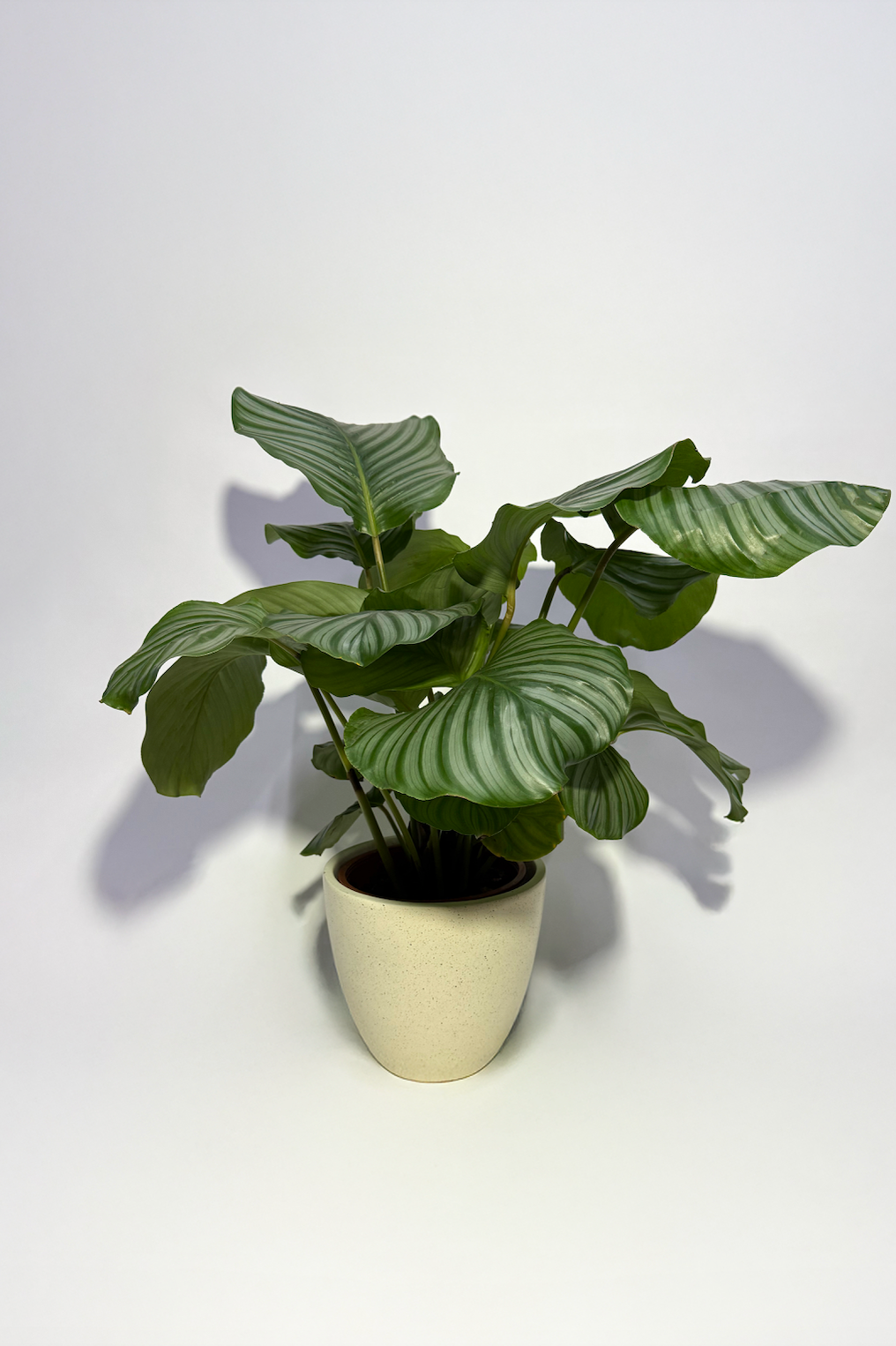 Calathea Orbifolia Plant (Pot Not Included)