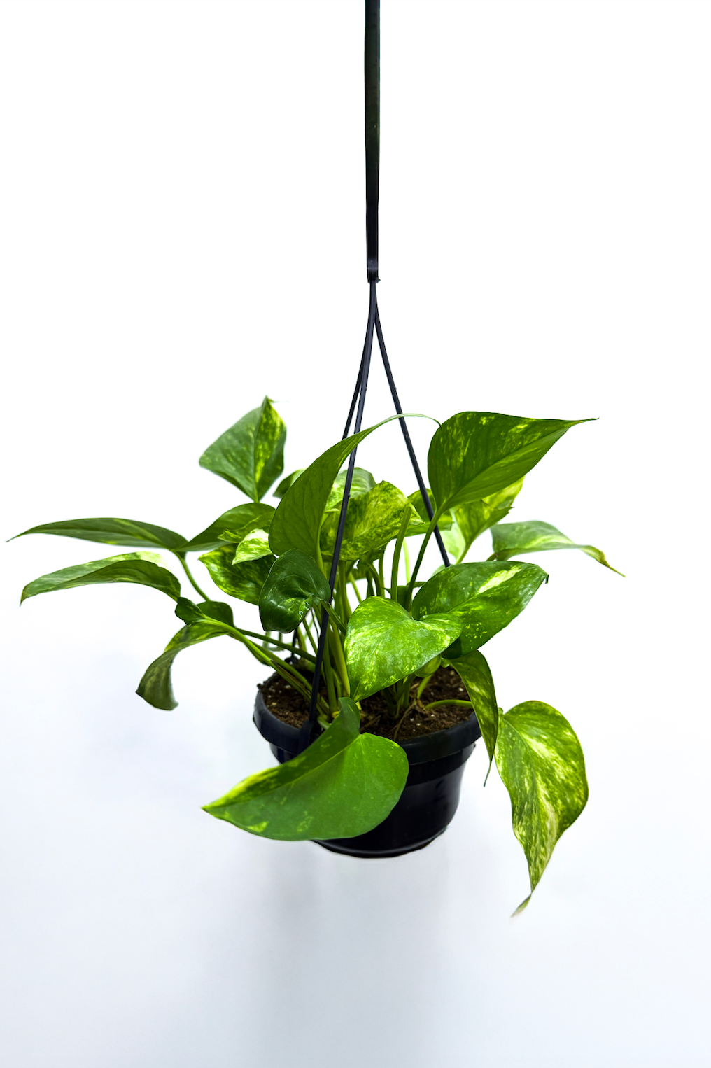 Hanging Money Plant