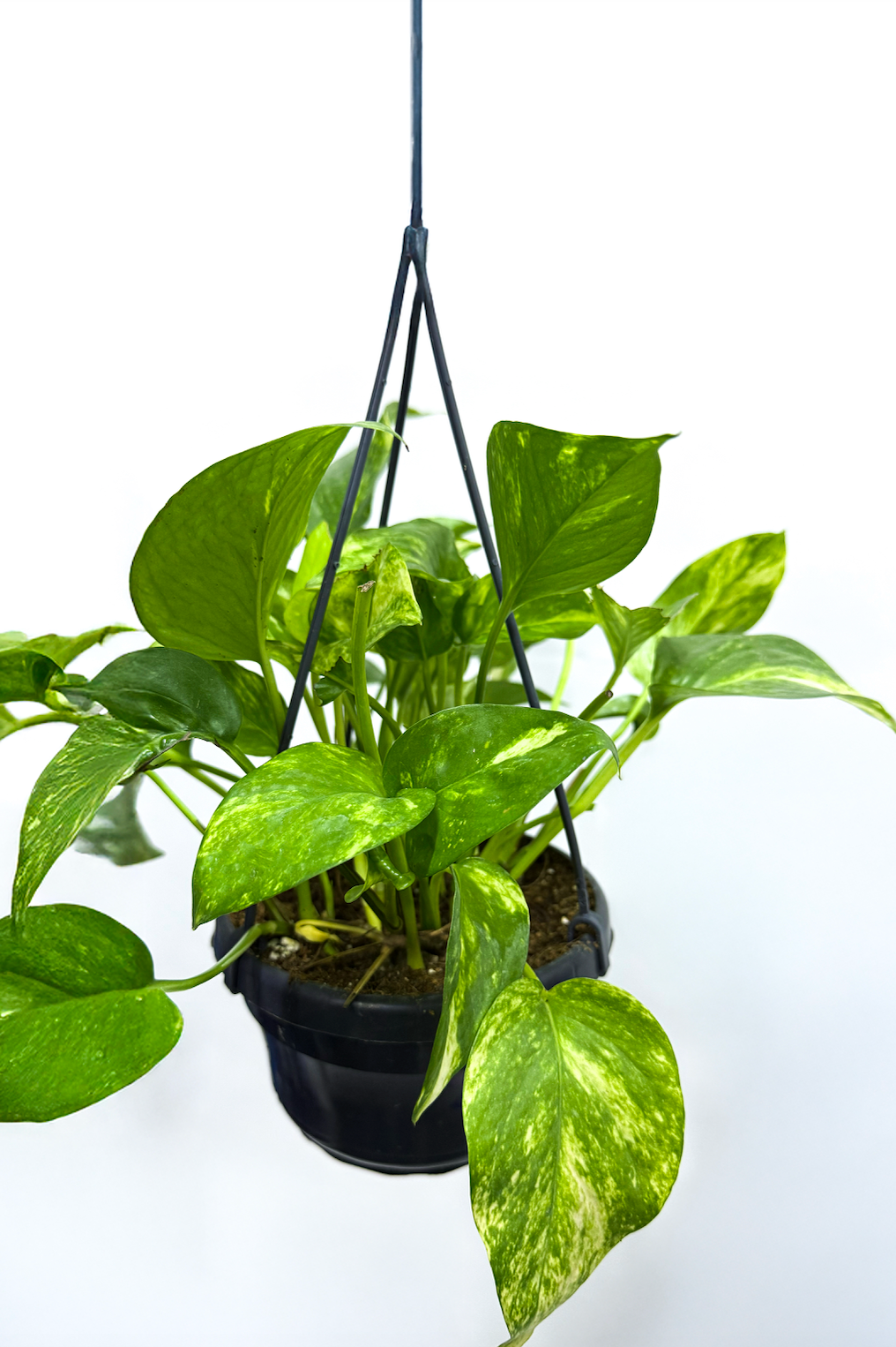Hanging Money Plant