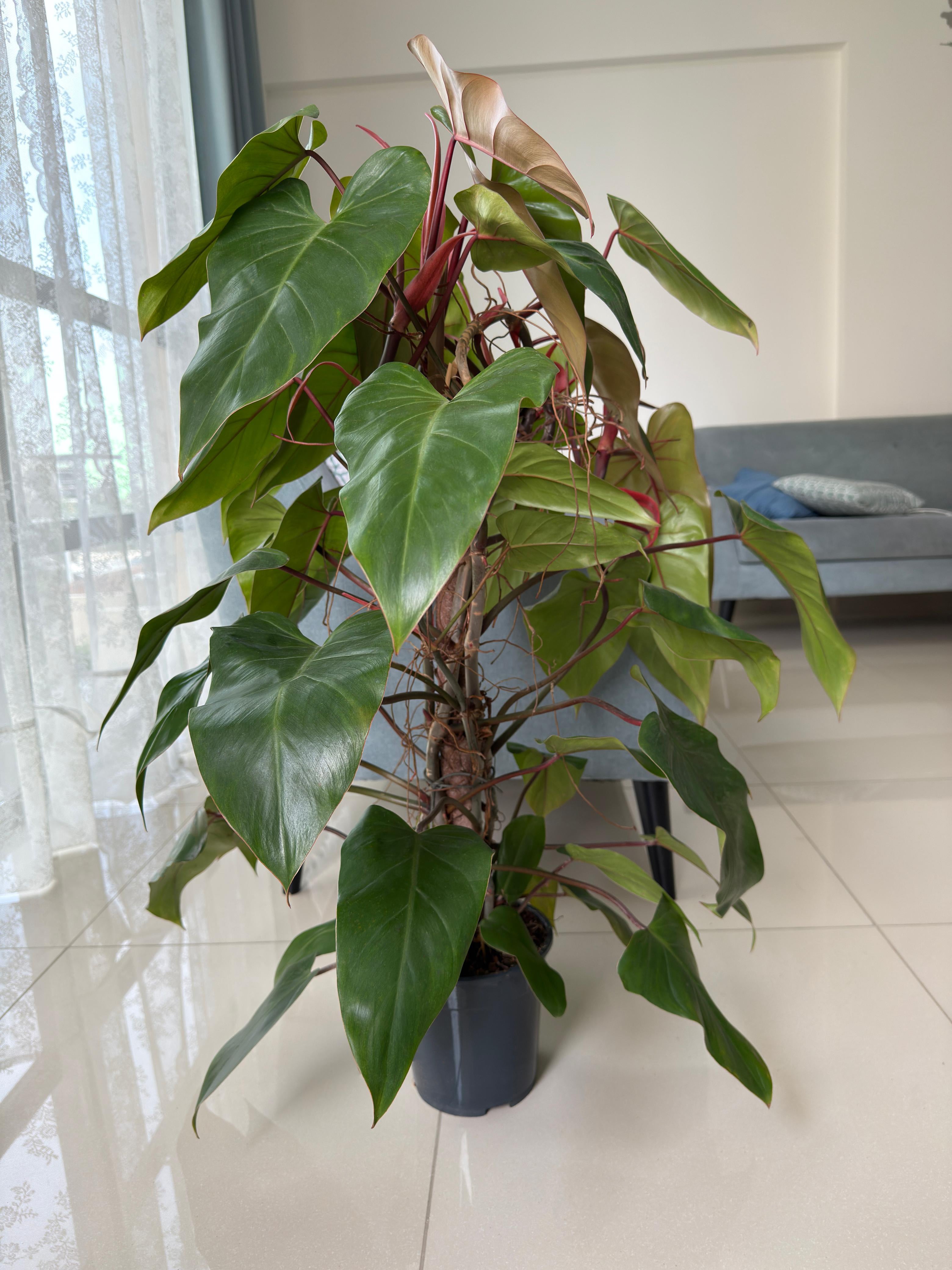 Philodendron Erubescens (Blushing Philodendron)