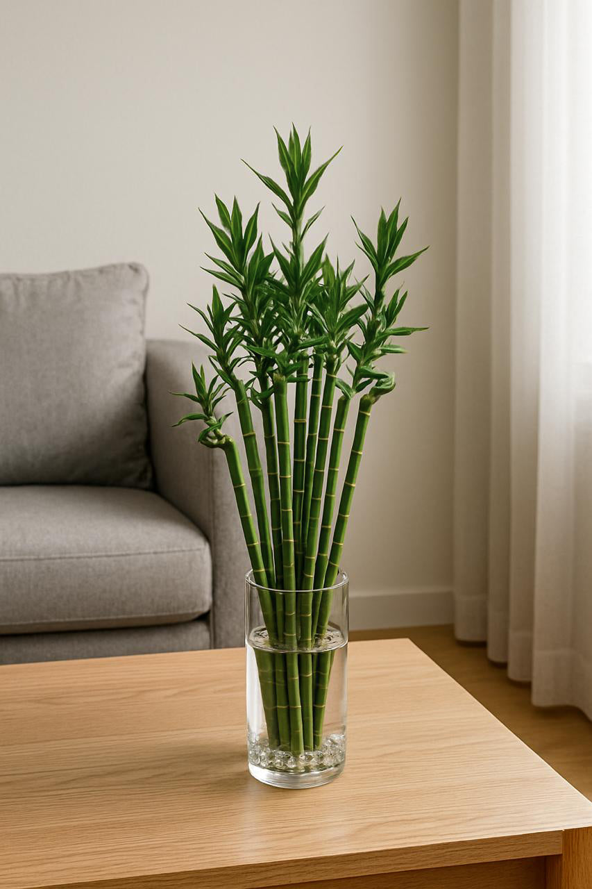 Natural Lucky Bamboo - 5 Stems (Pot Not Included)